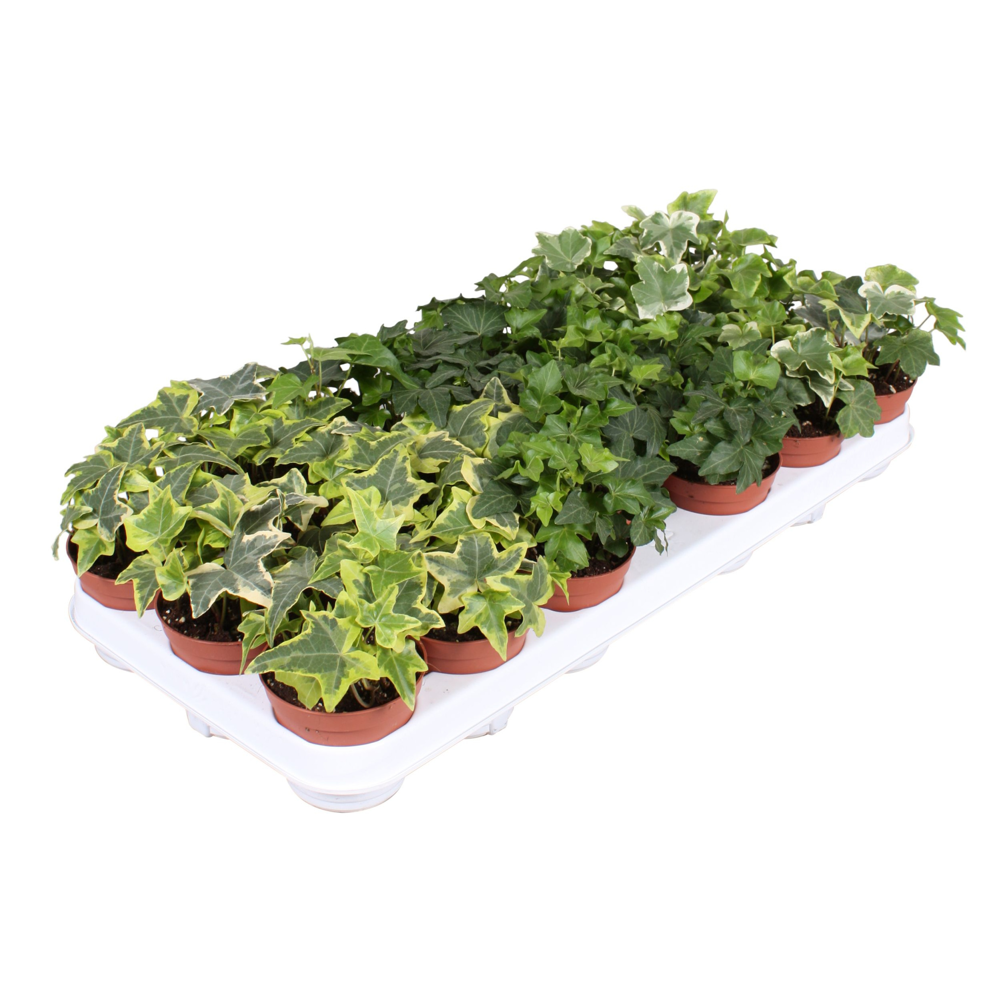 Hedera gemengd, D 8,5 cm