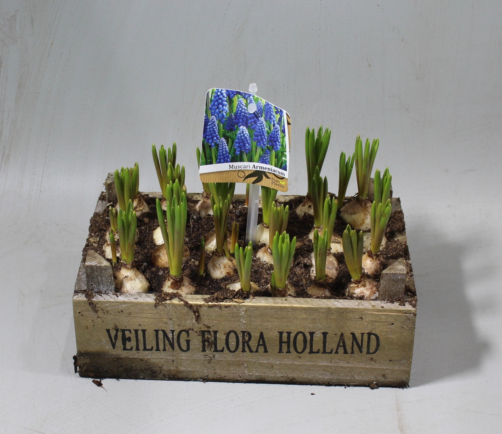 Flora holland kist laag, D 21