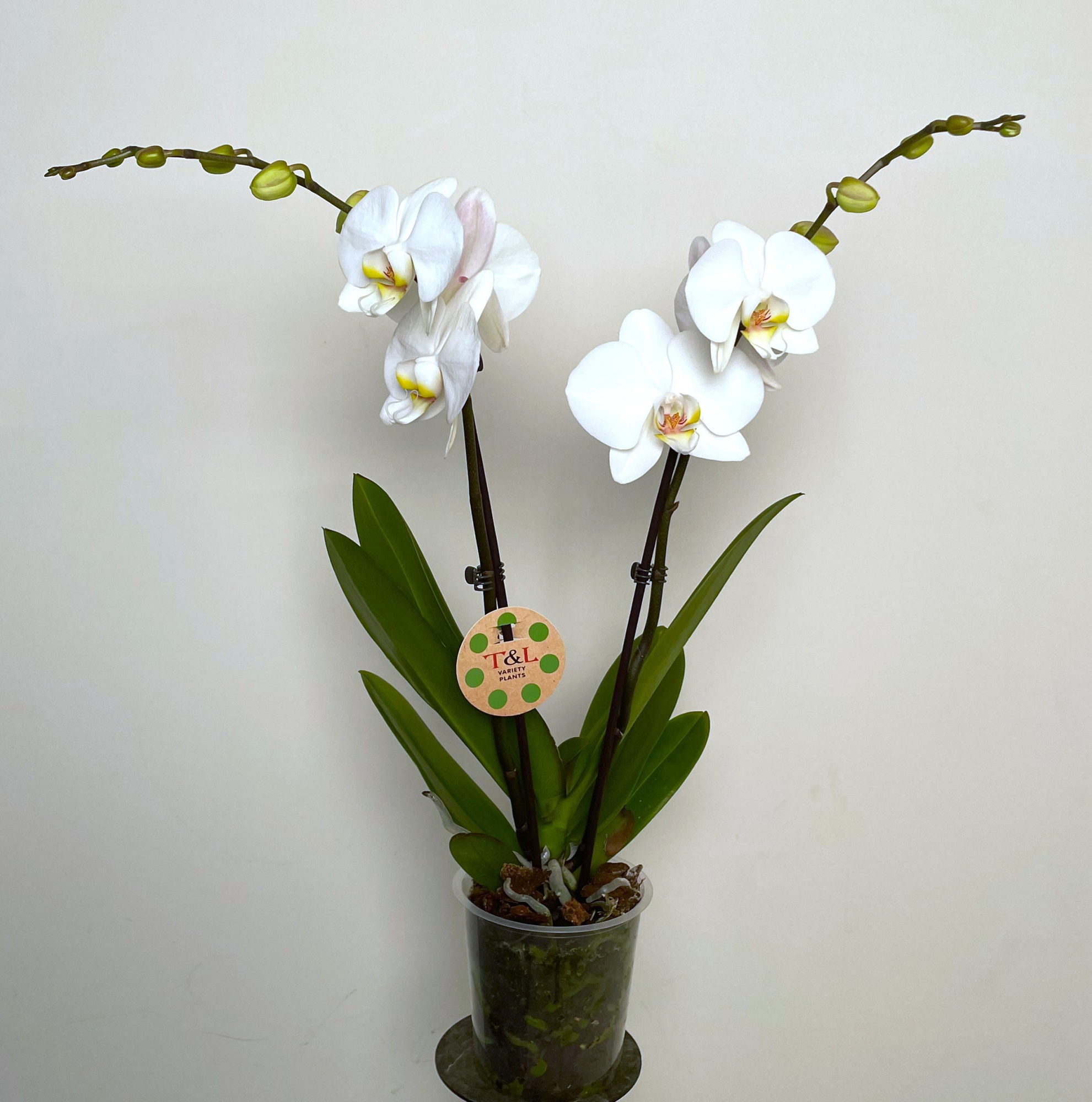 Lumion 2 Tak, D 12 cm