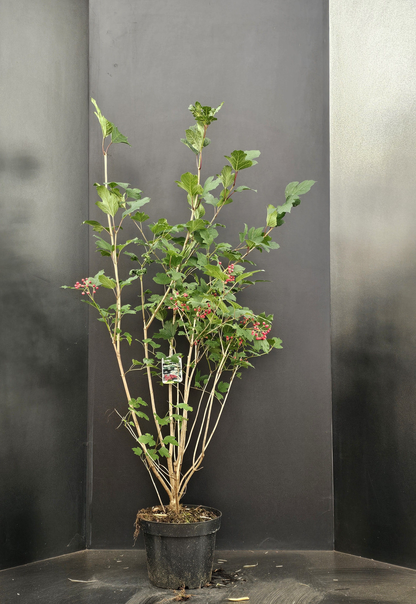 Viburnum opulus, D 29 cm