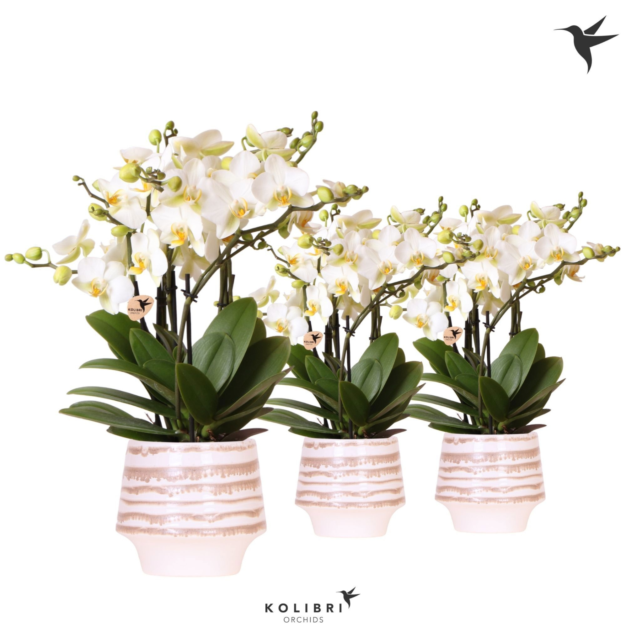 Kolibri Orchids Phalaenopsis Blossom Lausanne 6 spike in Moonstone pot white, D 12