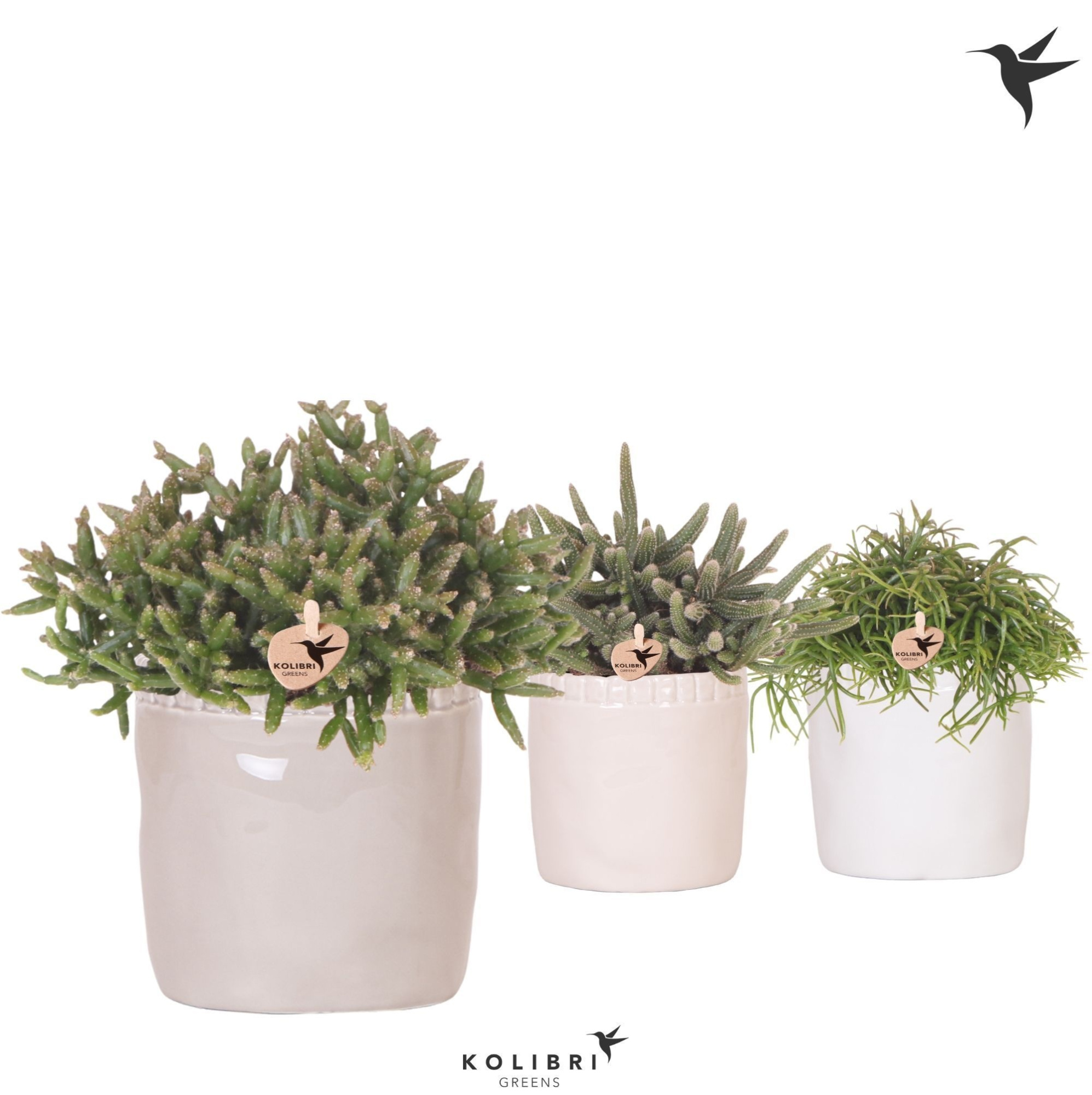 Kolibri Greens Rhipsalis mix in Stones pot mix, D 12 cm