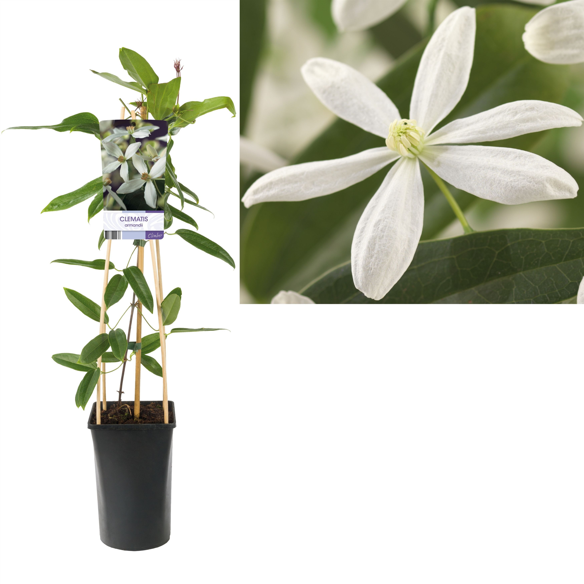 Clematis armandii +light label, D 17 cm