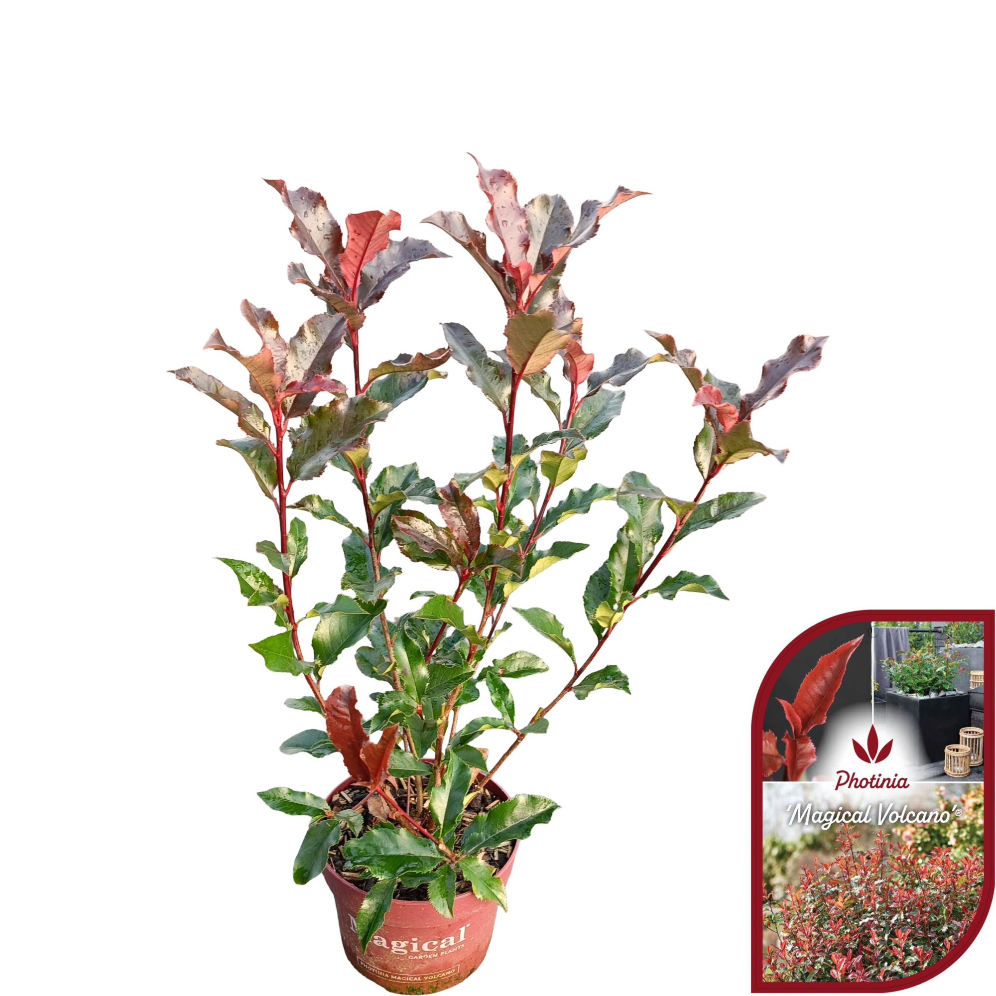 Photinia fraseri 'Magical Volcano'® C2, D 17