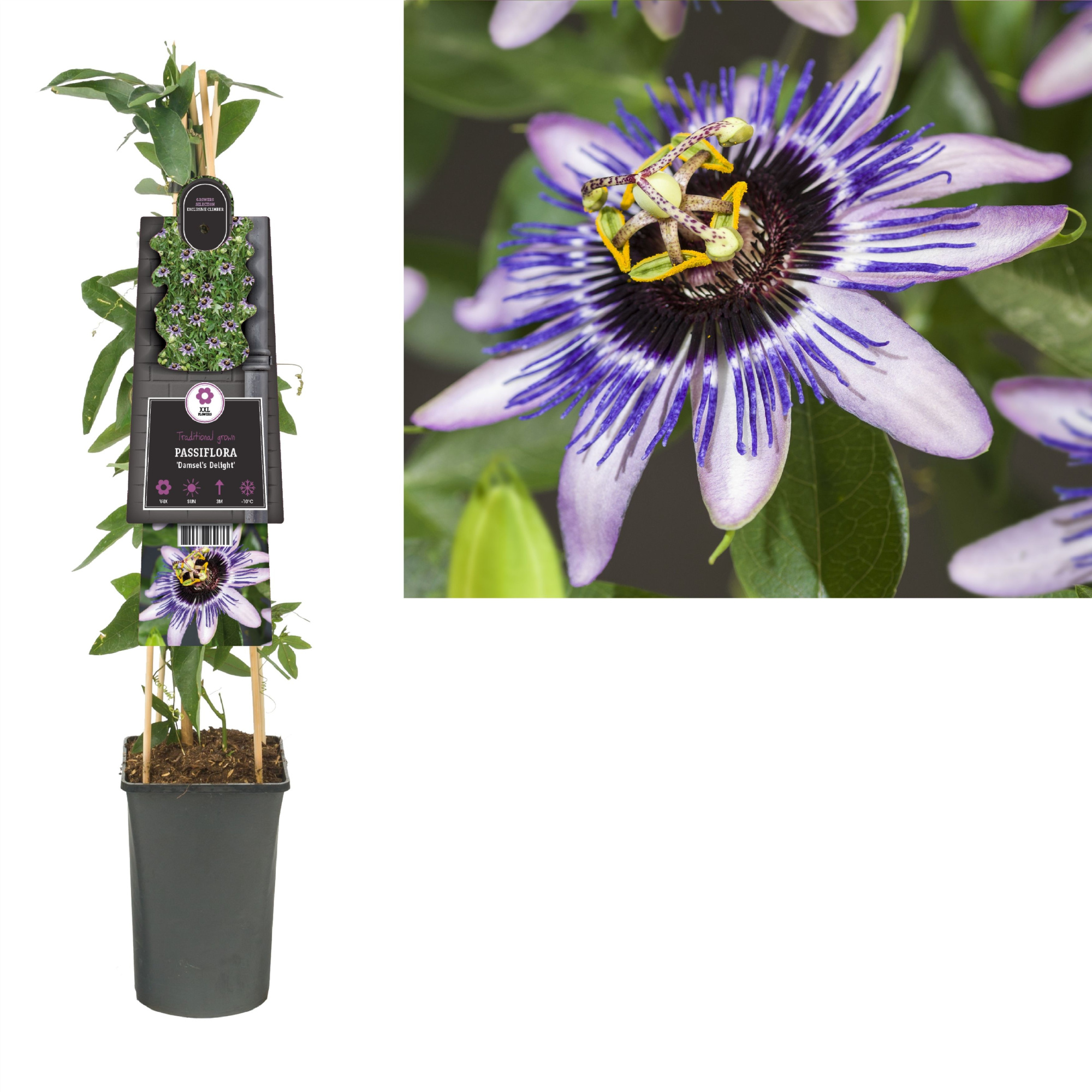 Passiflora 'Damsel's Delight' +3.0 label, D 17