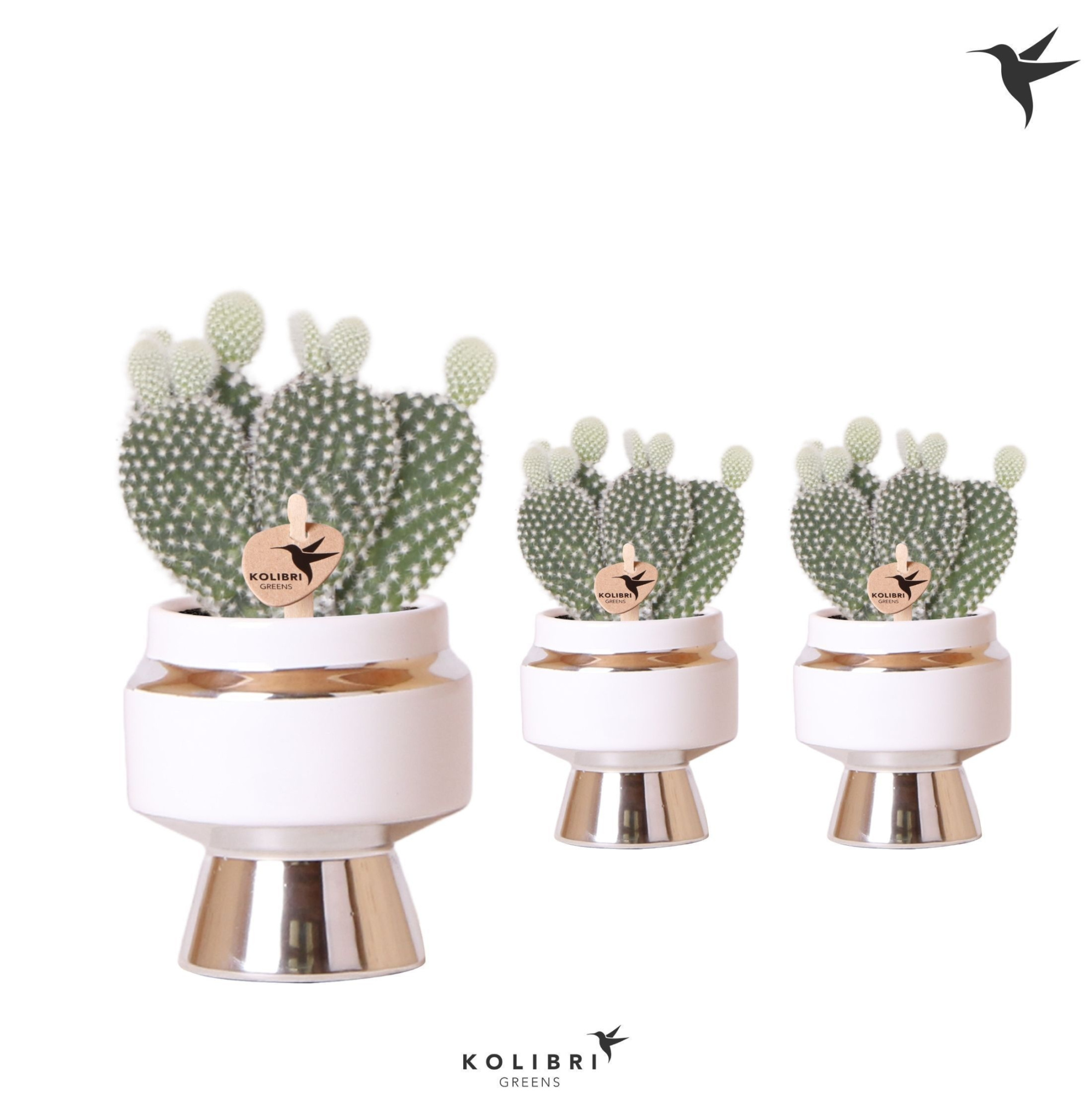 Kolibri Greens Opuntia white in Le Chic pot silver, D 6 cm