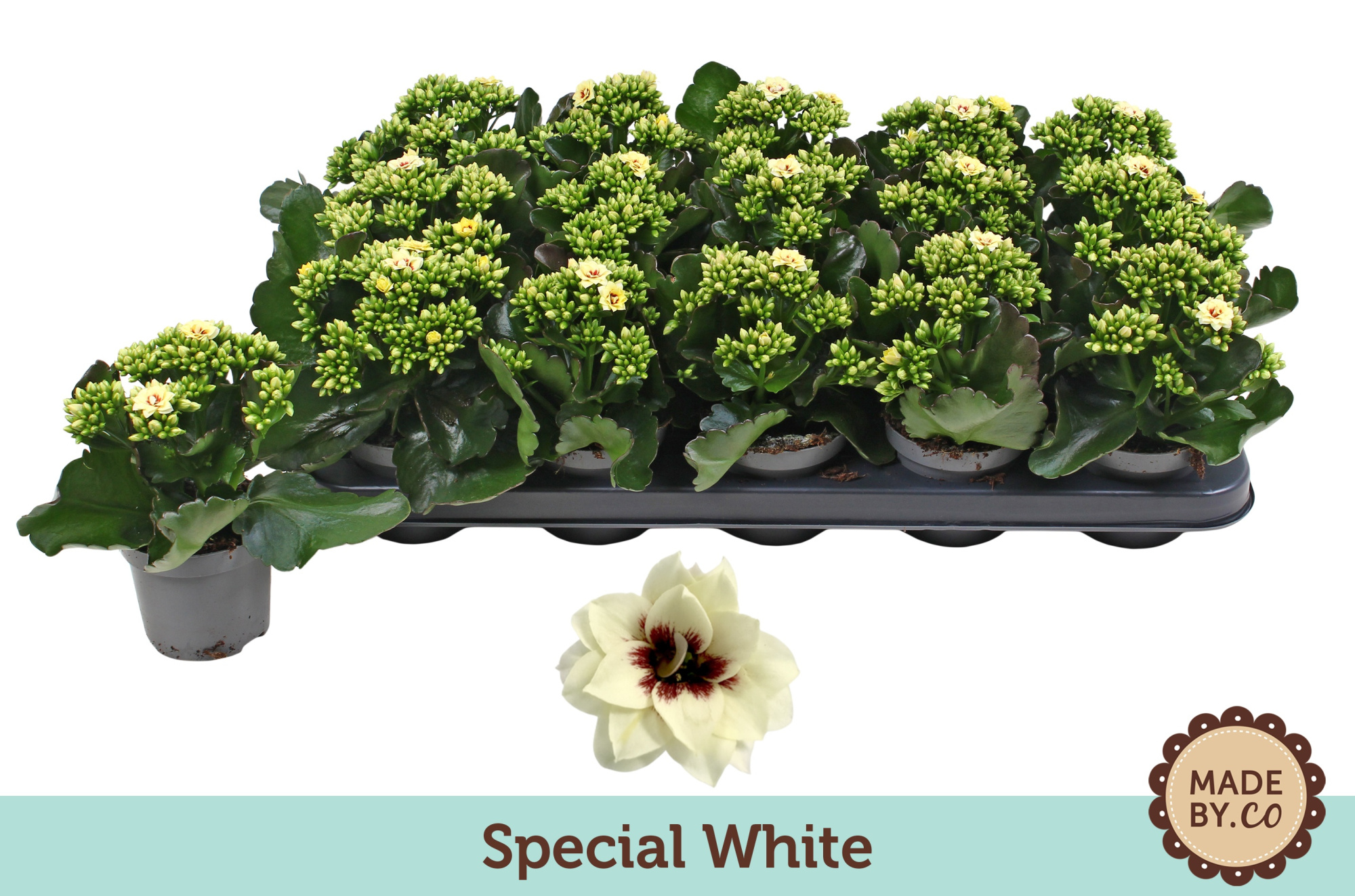 Kalanchoë Special Special White - no sleeve, D 9 cm