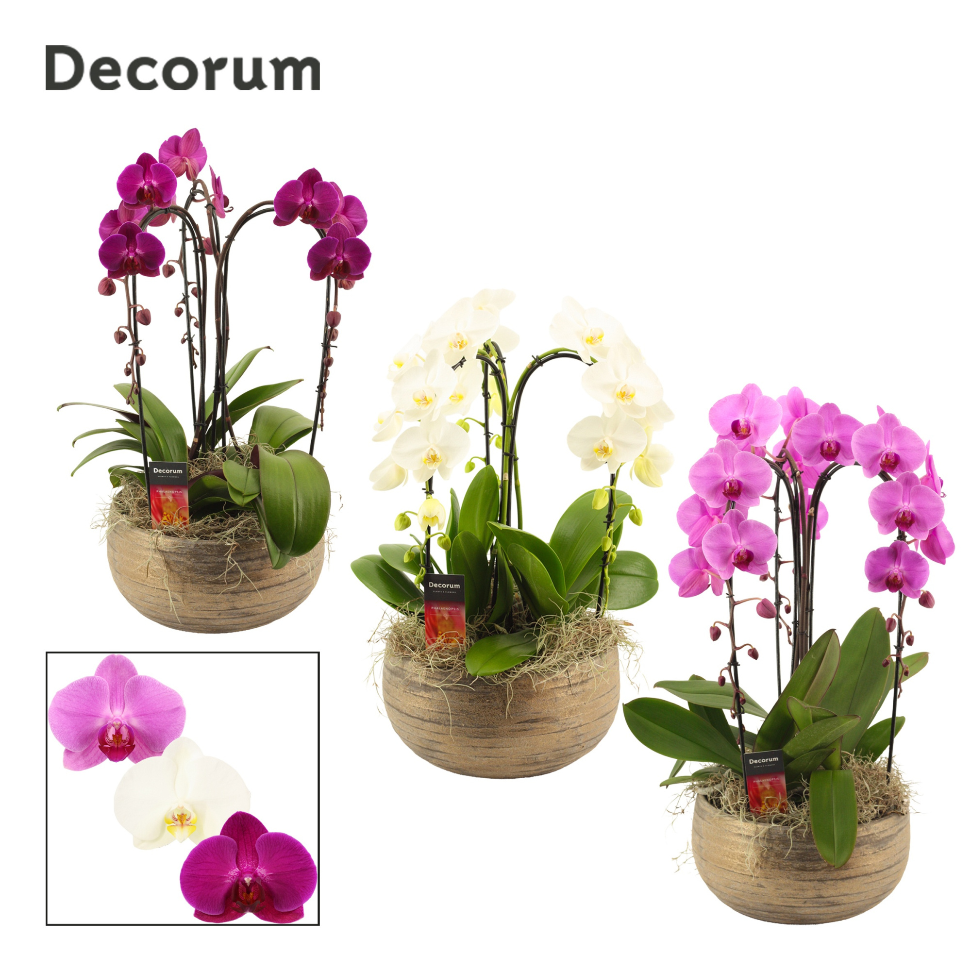 Oro cascade 3 tak symphony mix (Deco-collection), D 27