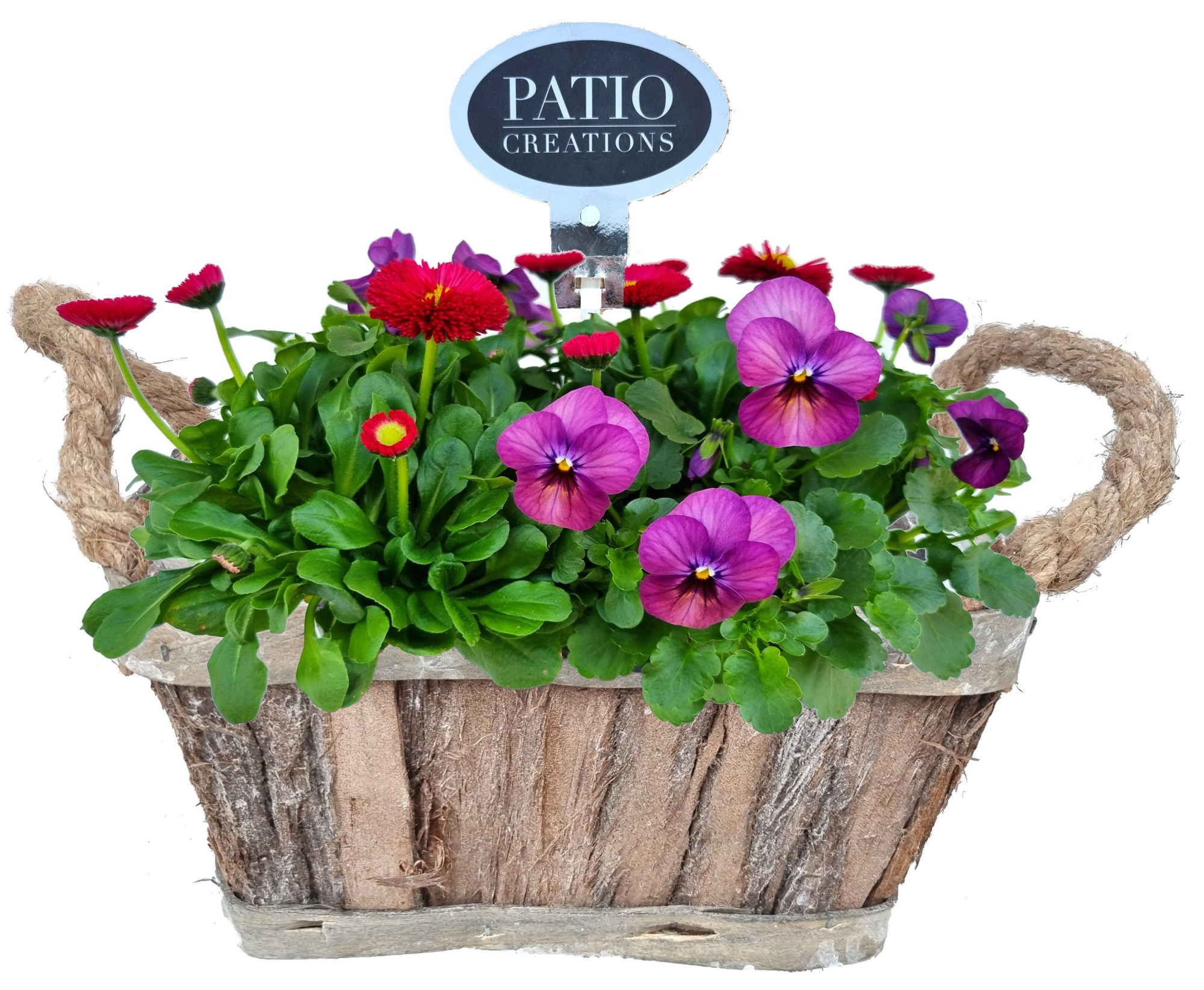 VB651-9001 Viola/Bellis bosmand oren S, D 20