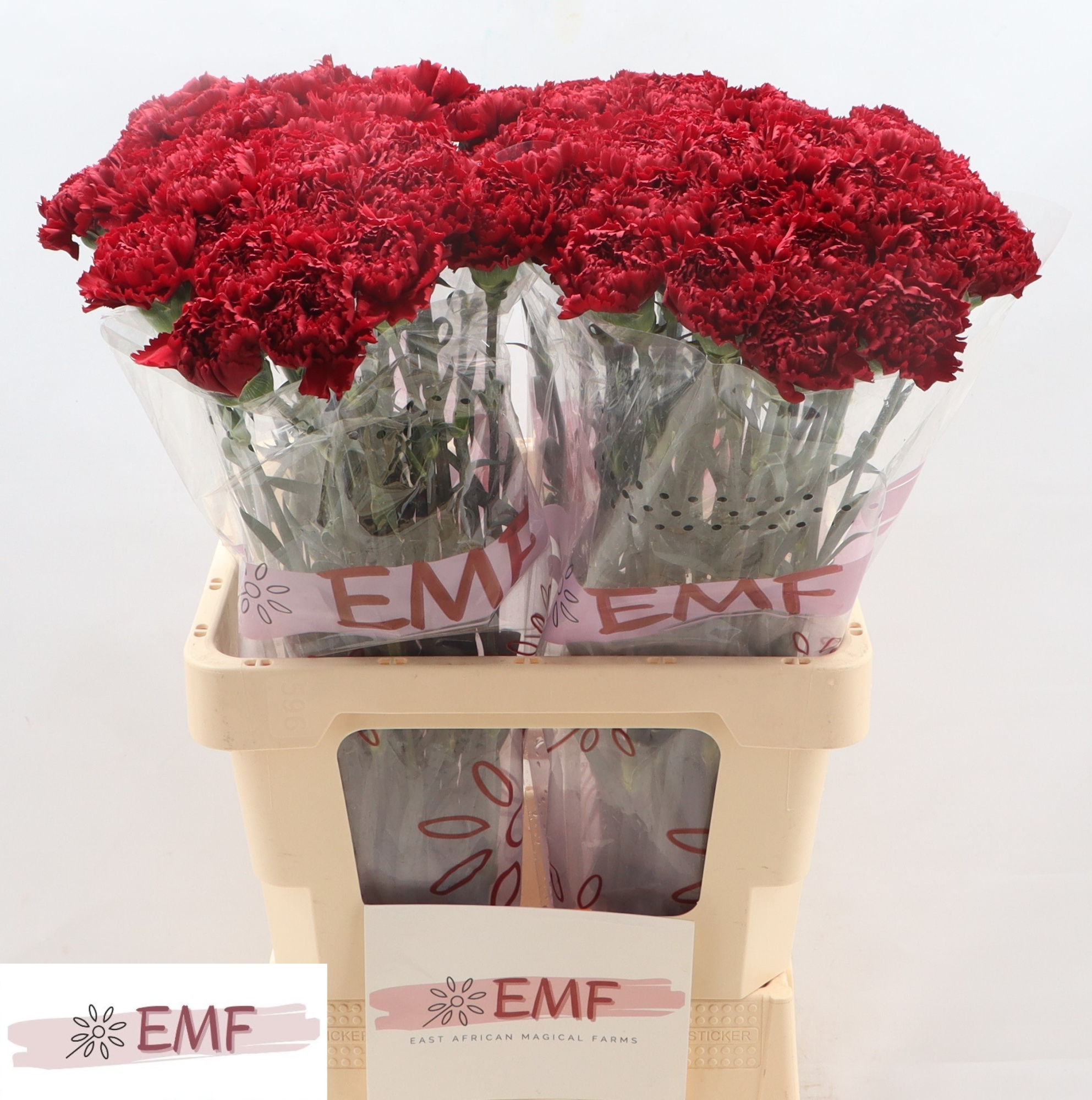 Диантус од. Сассикая, шт.