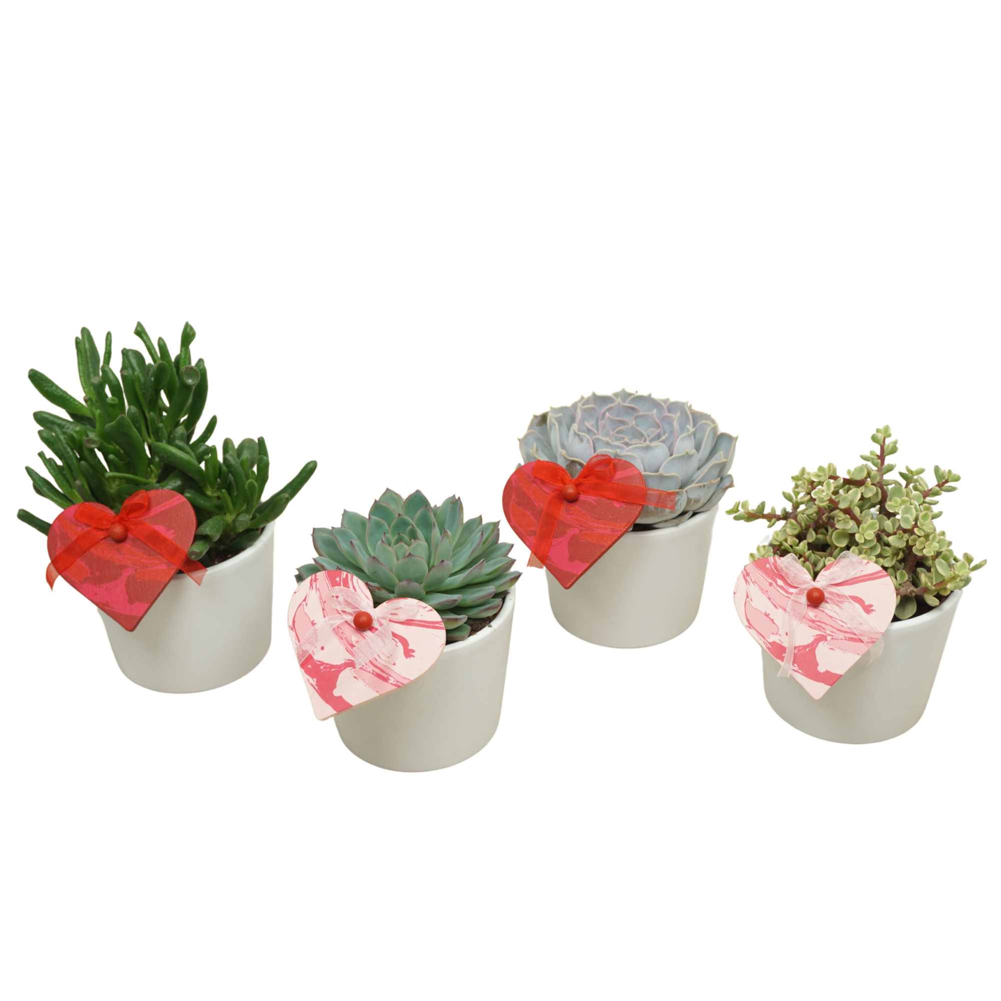 Succulenten mix 10,5 cm in 'White Lina pot' met steker, D 10,5 cm