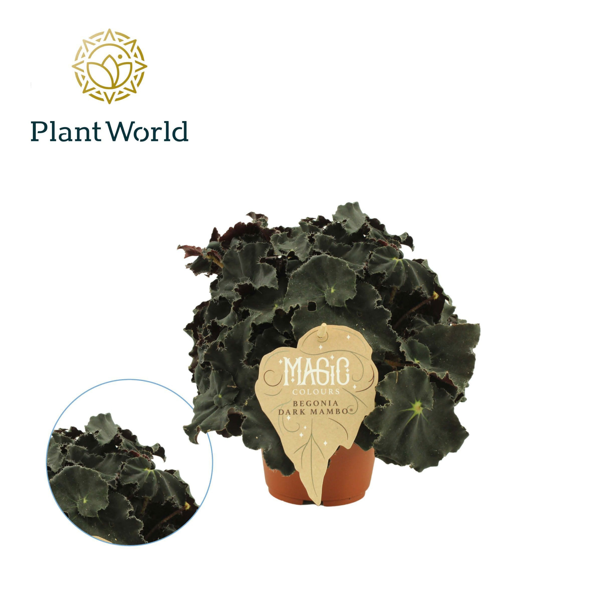 Begonia rex Dark Mambo, D 12