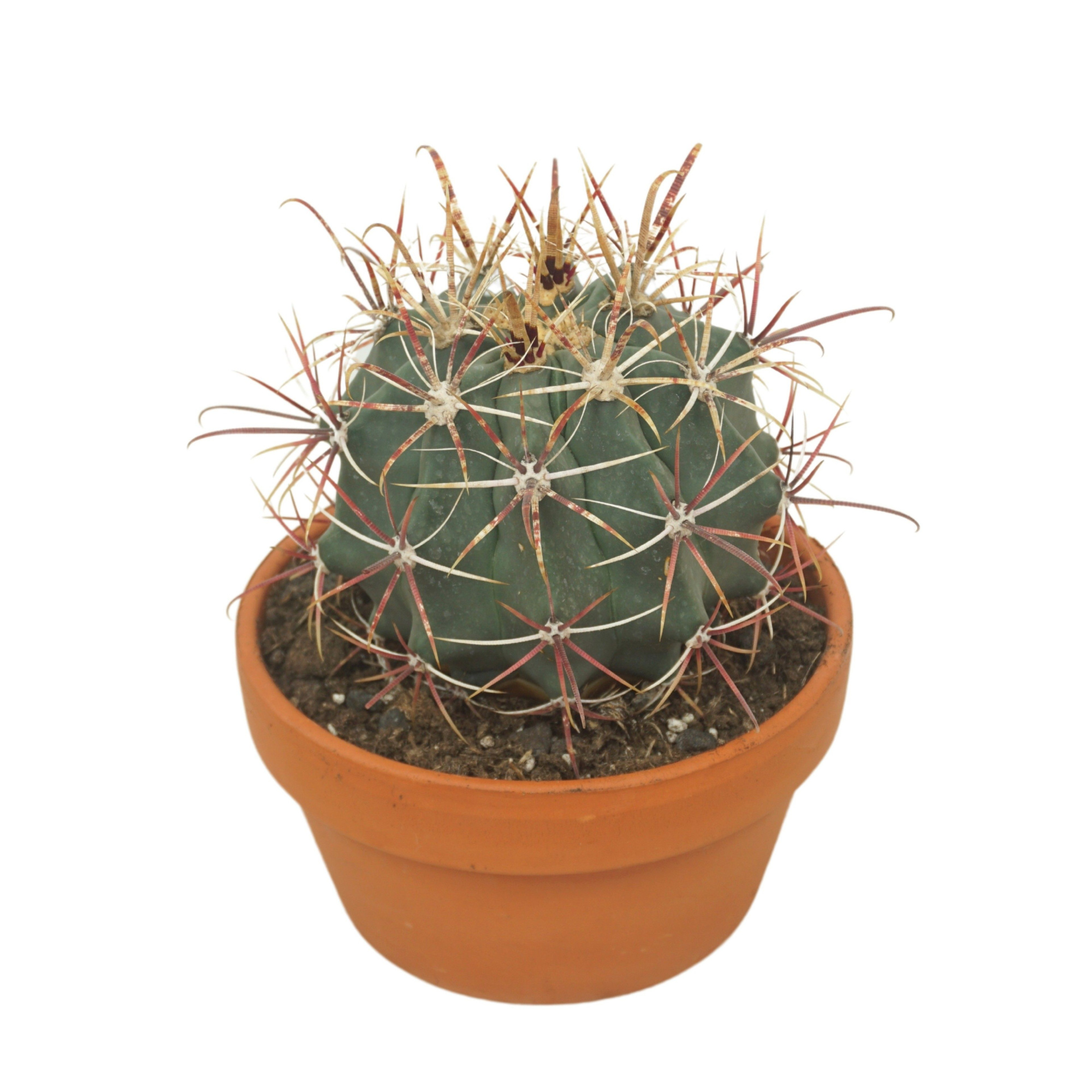 Ferocactus horridus 17 cm, D 17 cm