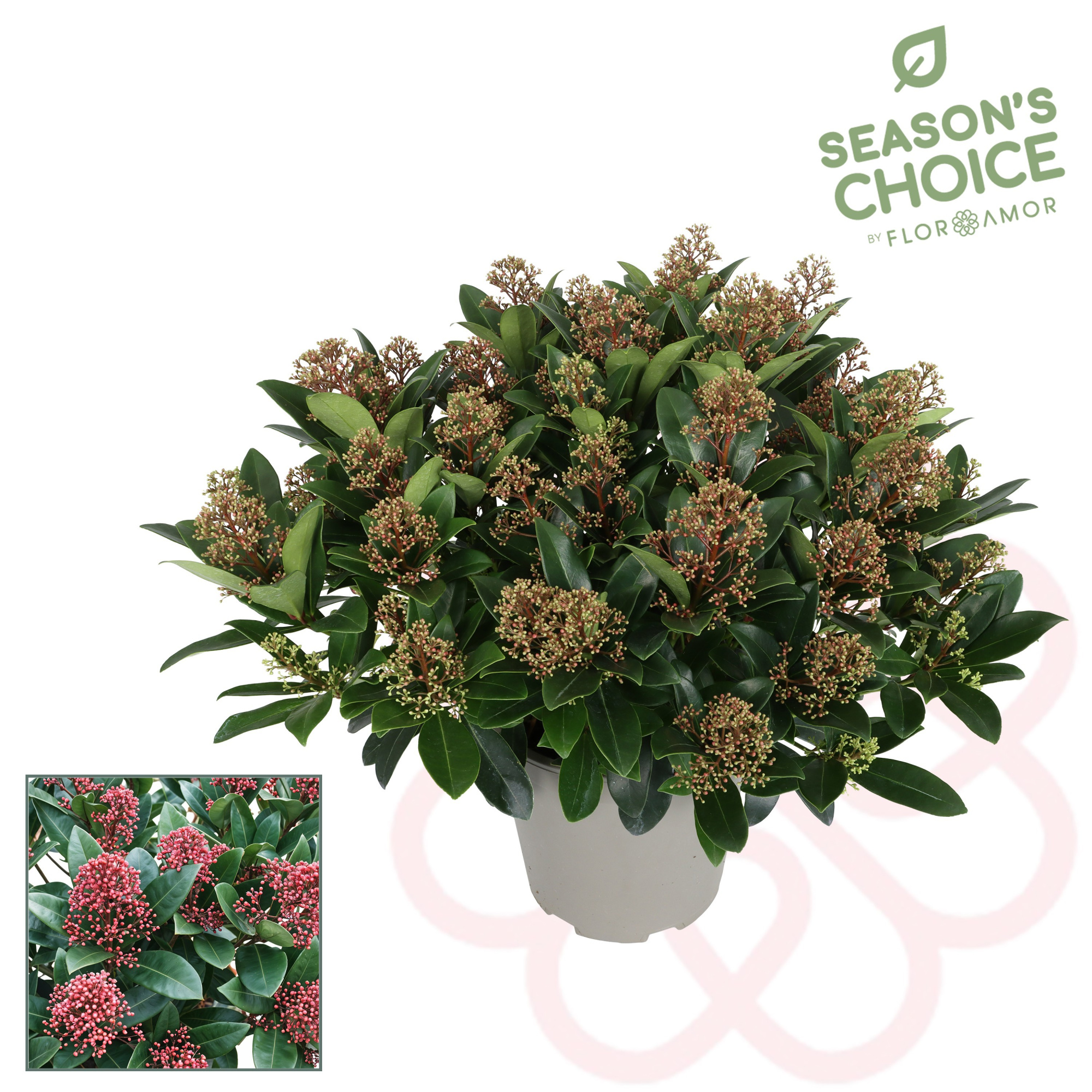 Skimmia rubella 30+ bl, D 25 cm