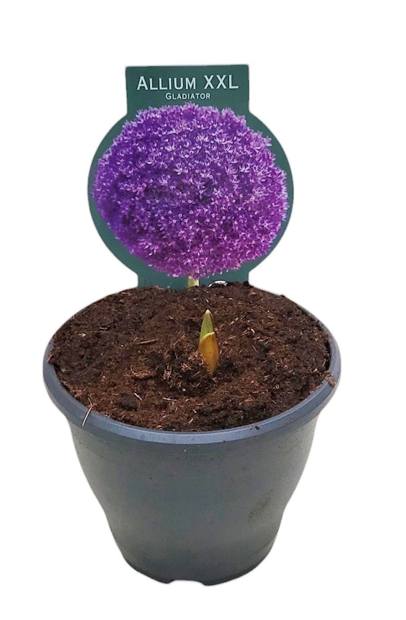 ALLIUM GLADIATOR, D 19