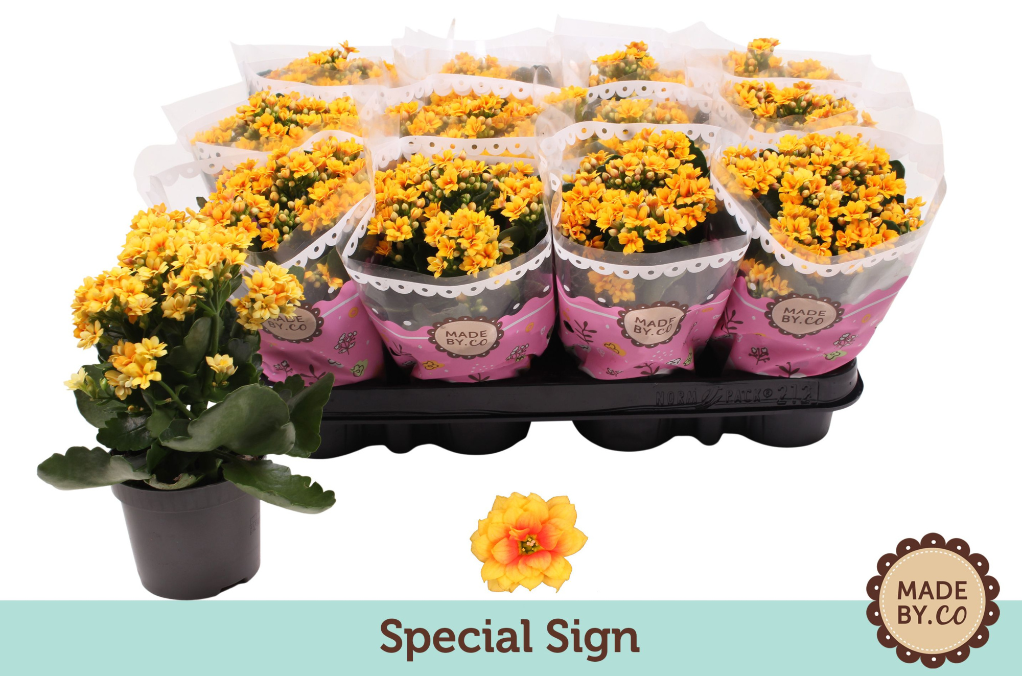 Kalanchoë Special Sign, D 9 cm