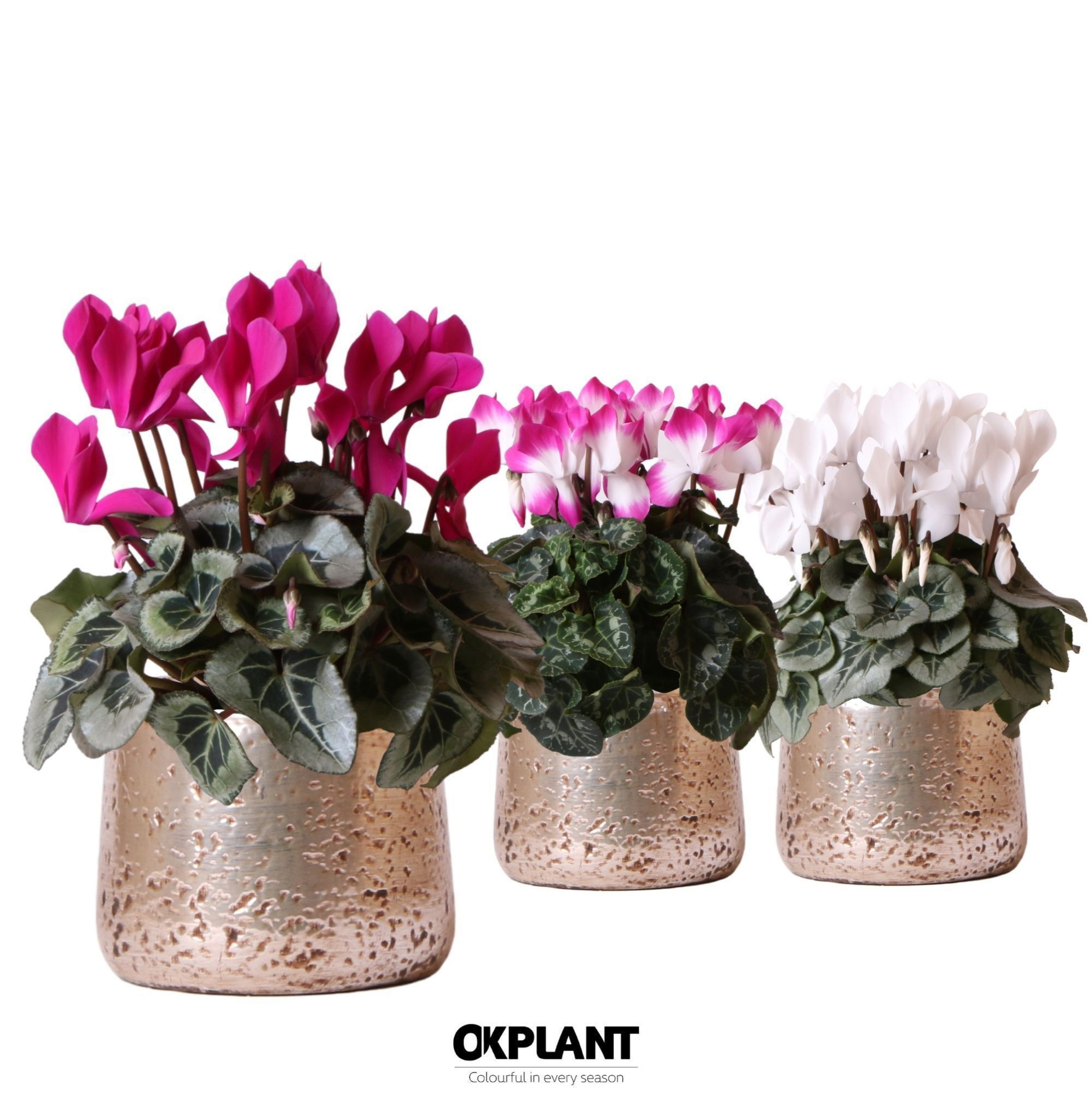 Cyclamen mix in Luxury pot silver, D 12 cm
