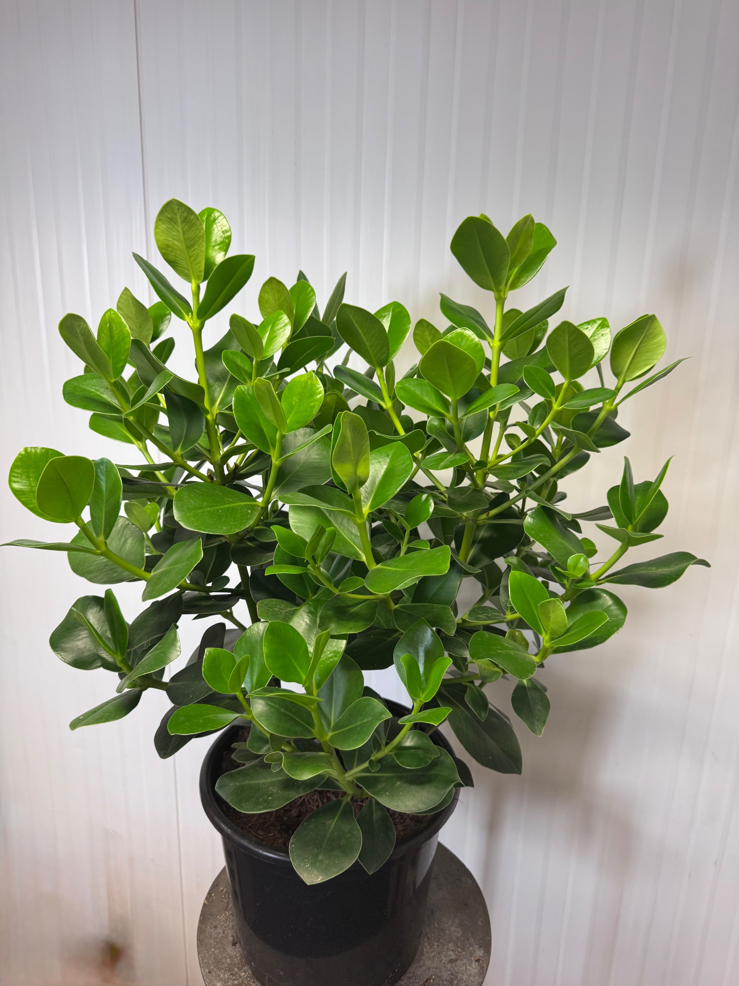 Clusia "Princess, D 35 cm