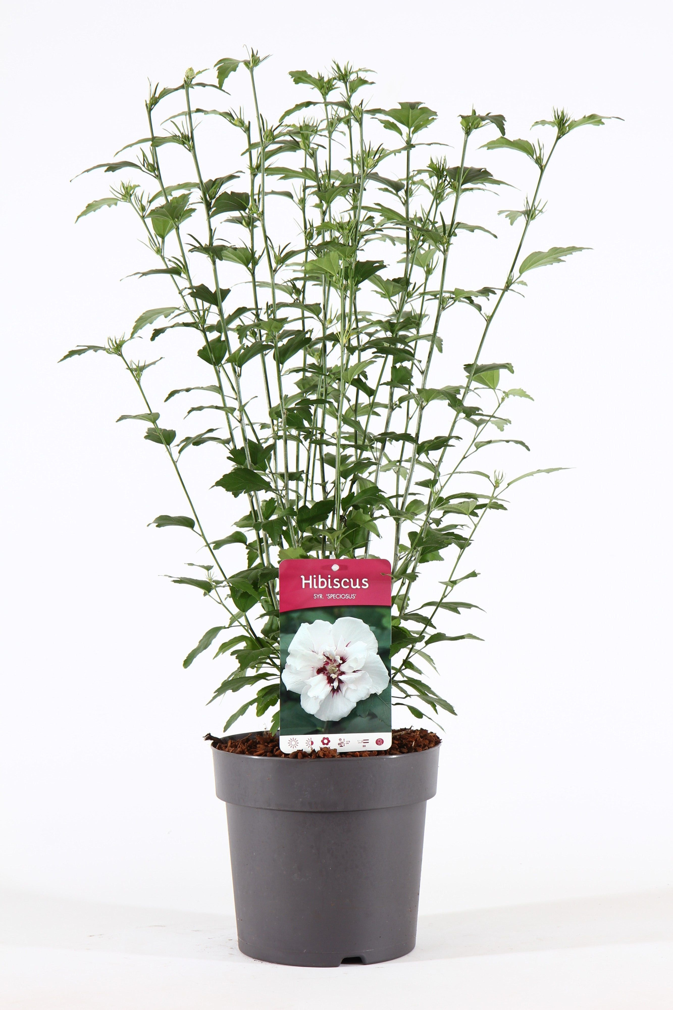 Hibiscus syr. 'Speciosus' P21/C4.6, D 21 cm