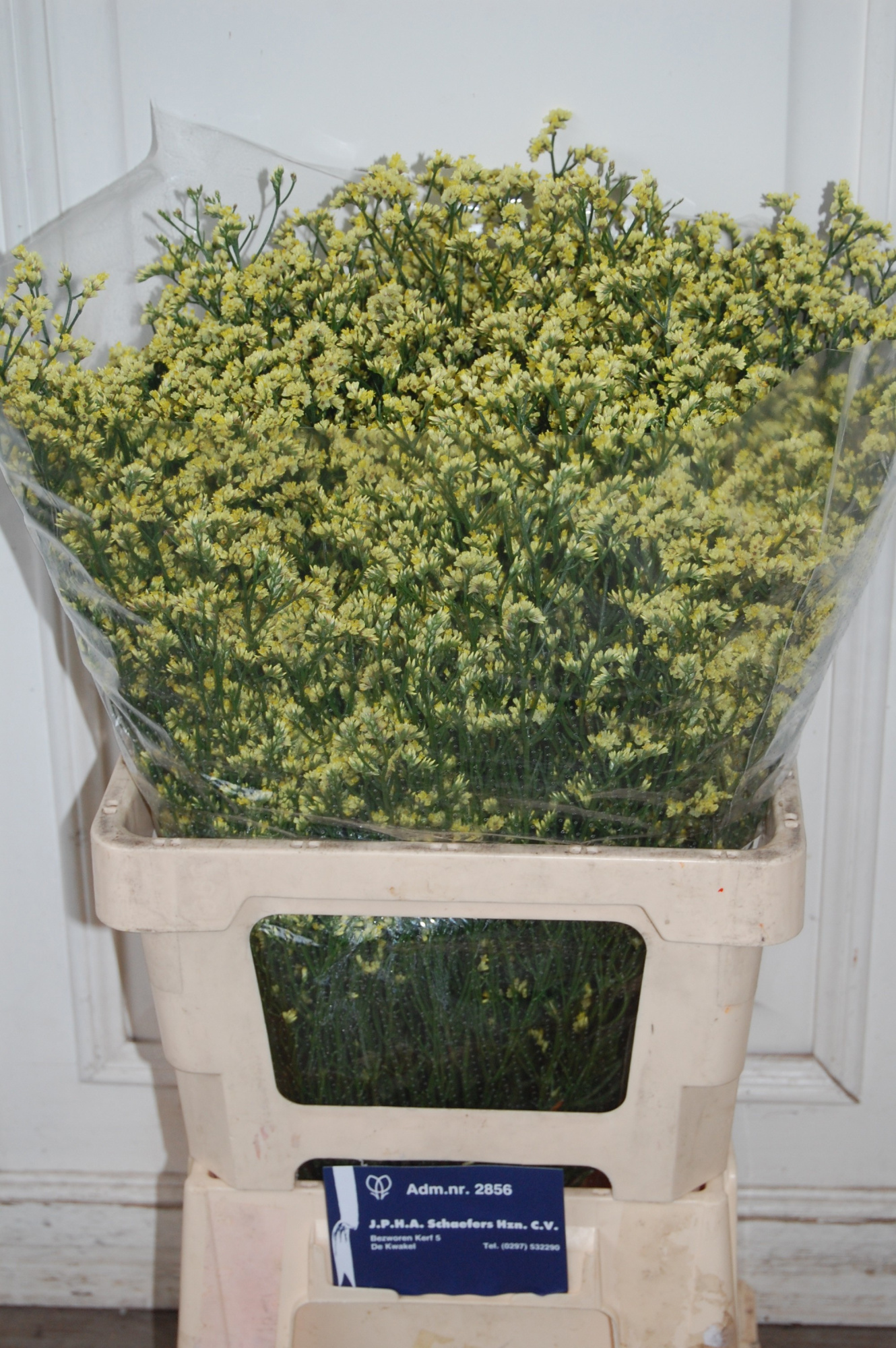 Лимониум Пайнэппл даймонд 70, шт.