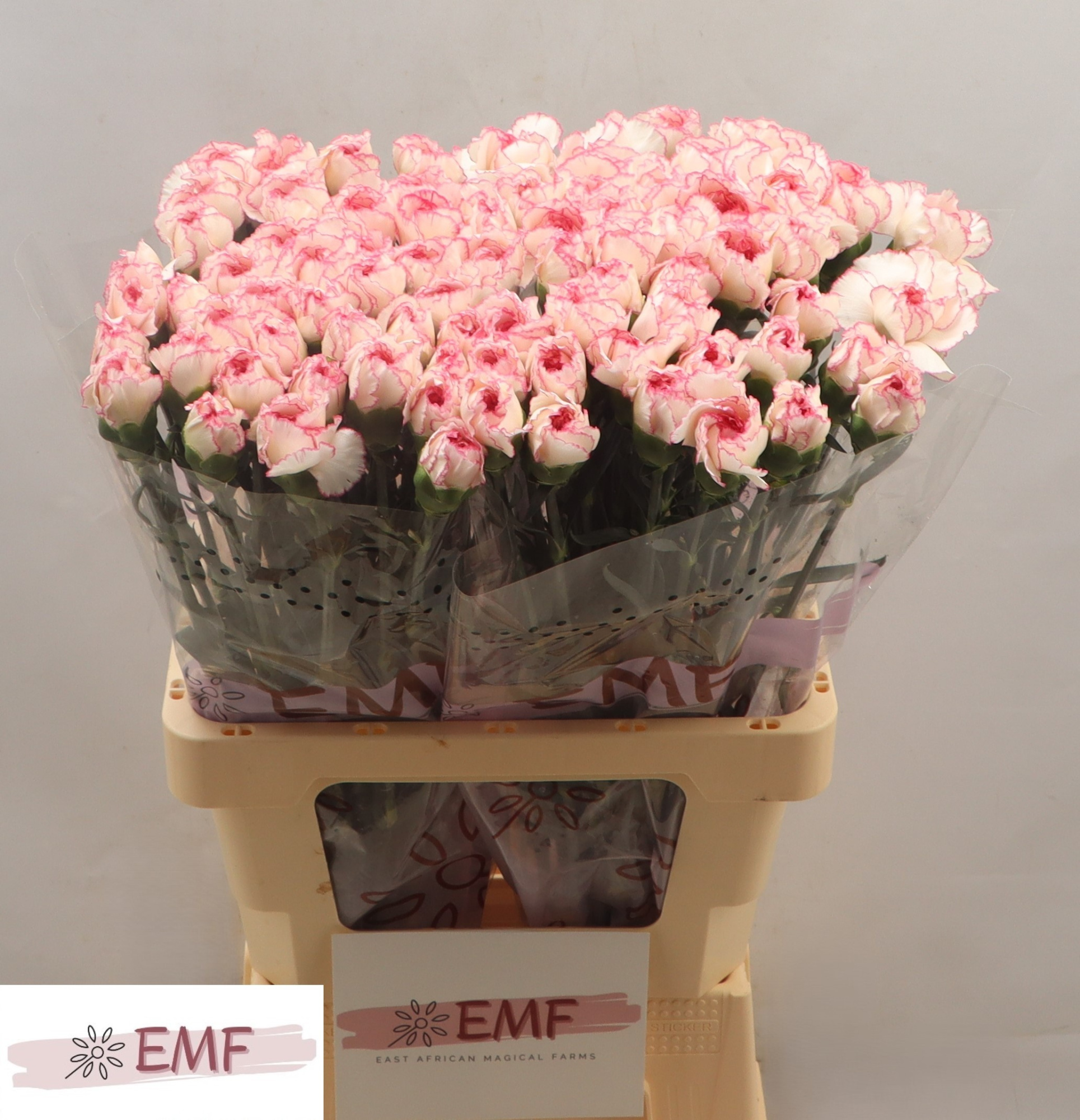 Диантус од. Пастель Дамаскус, шт.