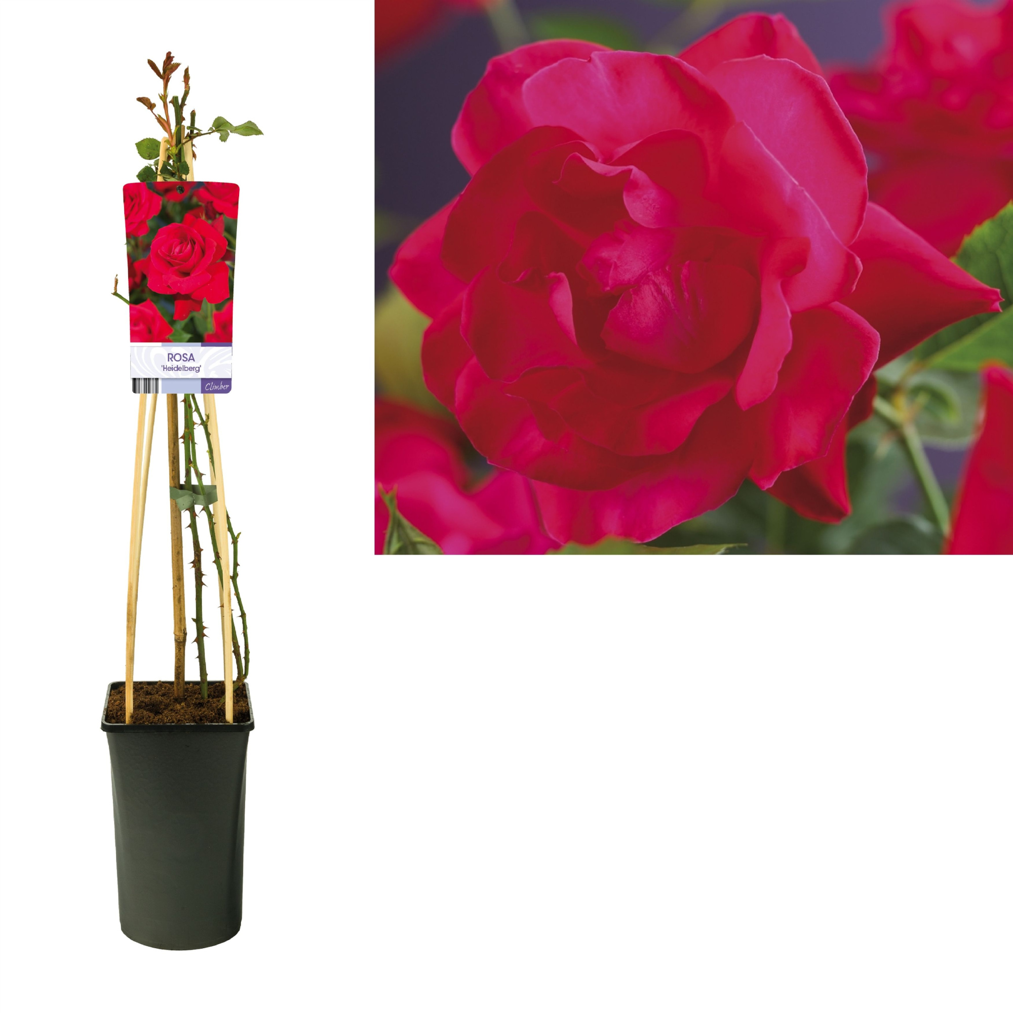 Rosa 'Heidelberg' +light label, D 17