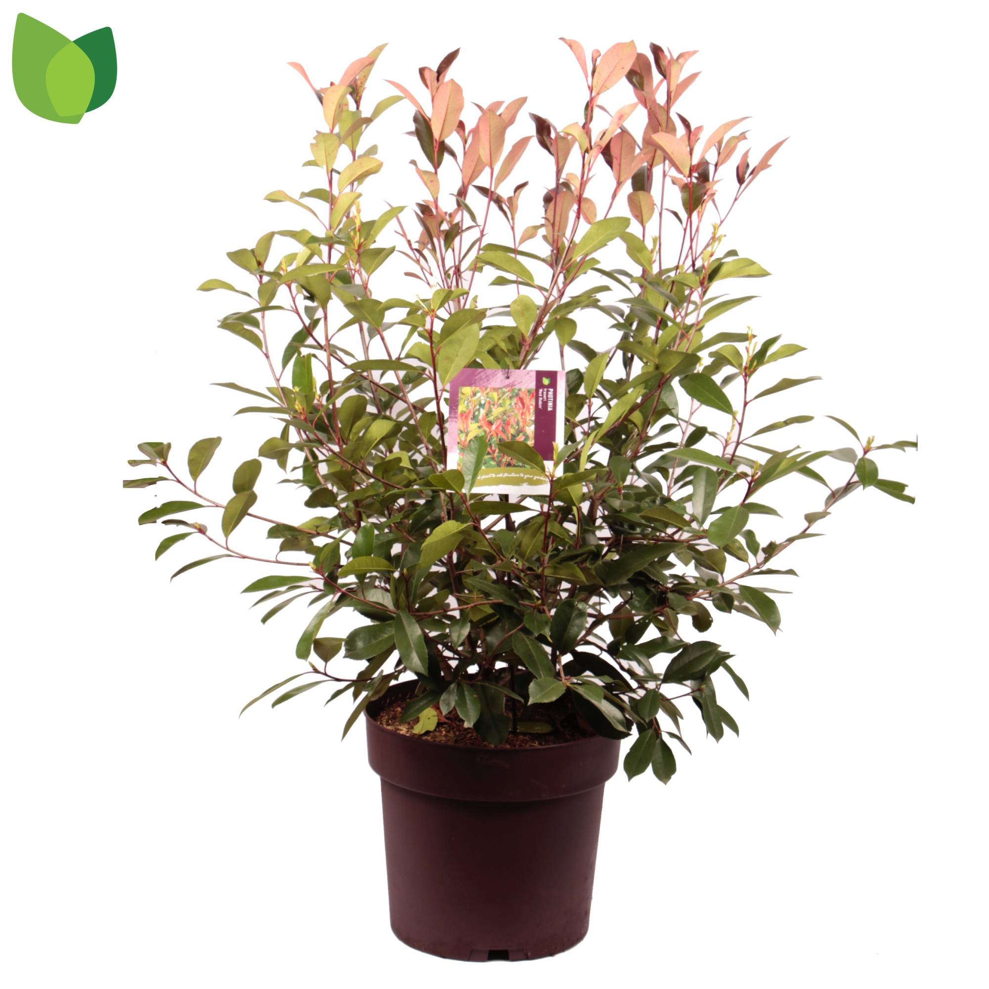 Photinia fraseri ´Red Robin´ C20/P40, D 40