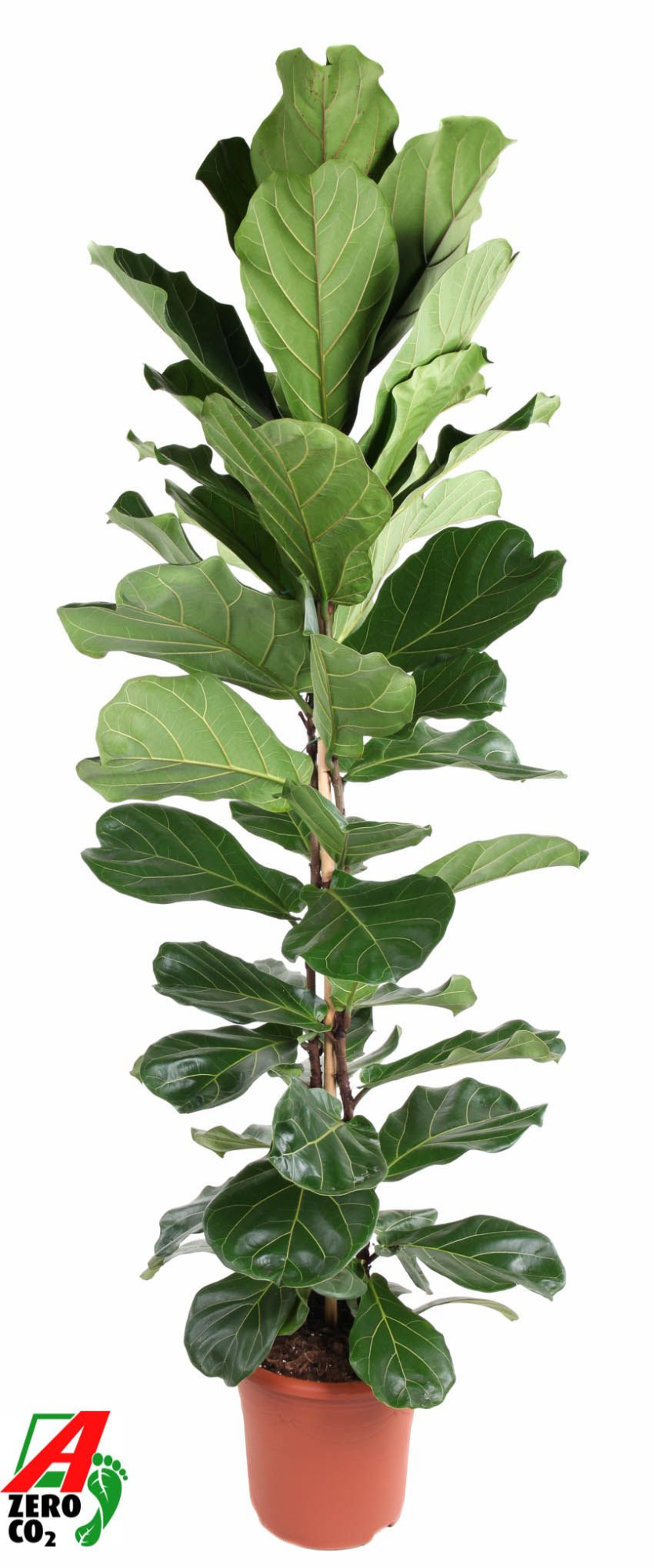 Ficus Lyrata 2PP P34 (NO GAP), D 34