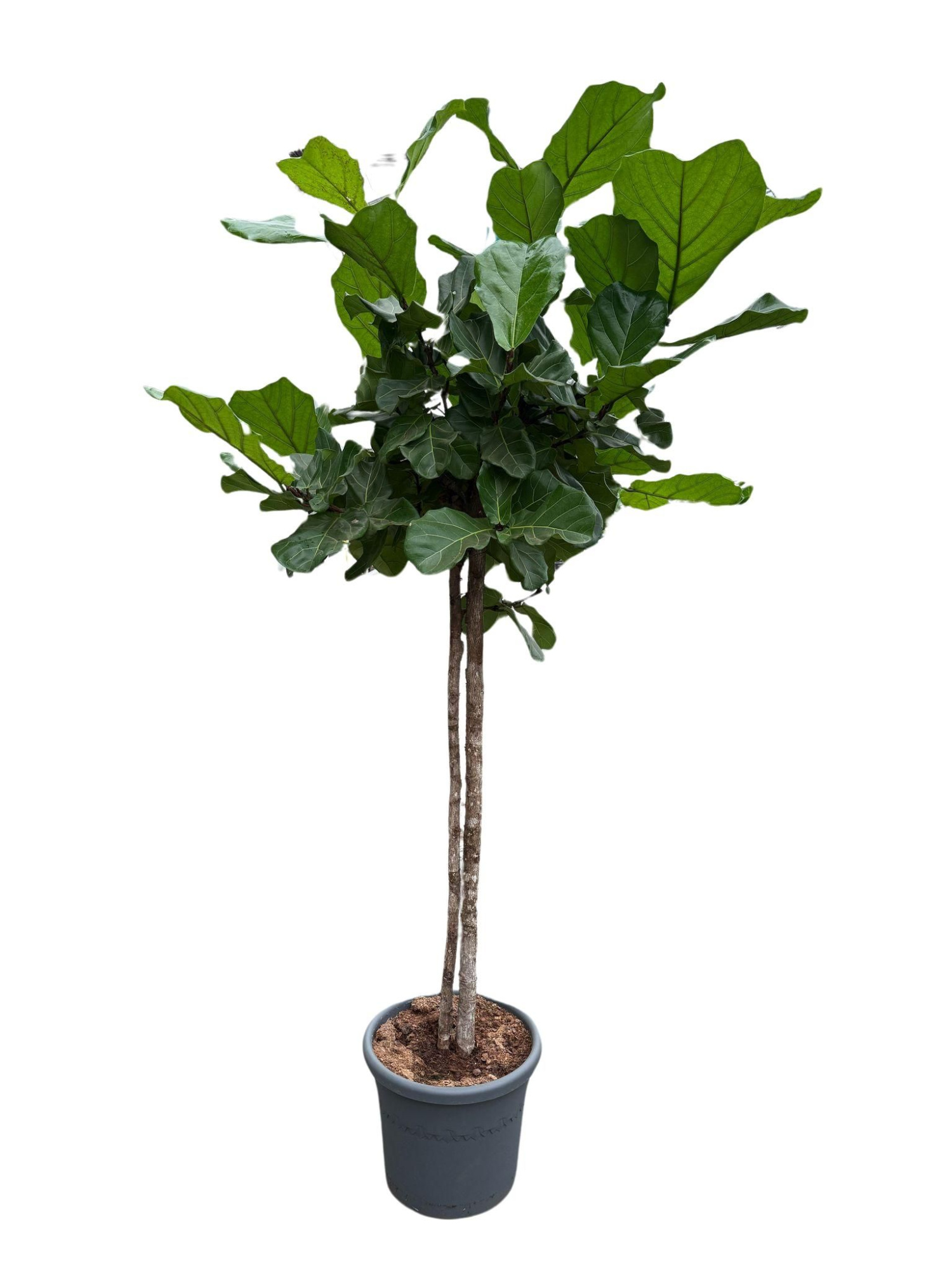 Ficus Lyrata twee-stam p40, D 40 cm