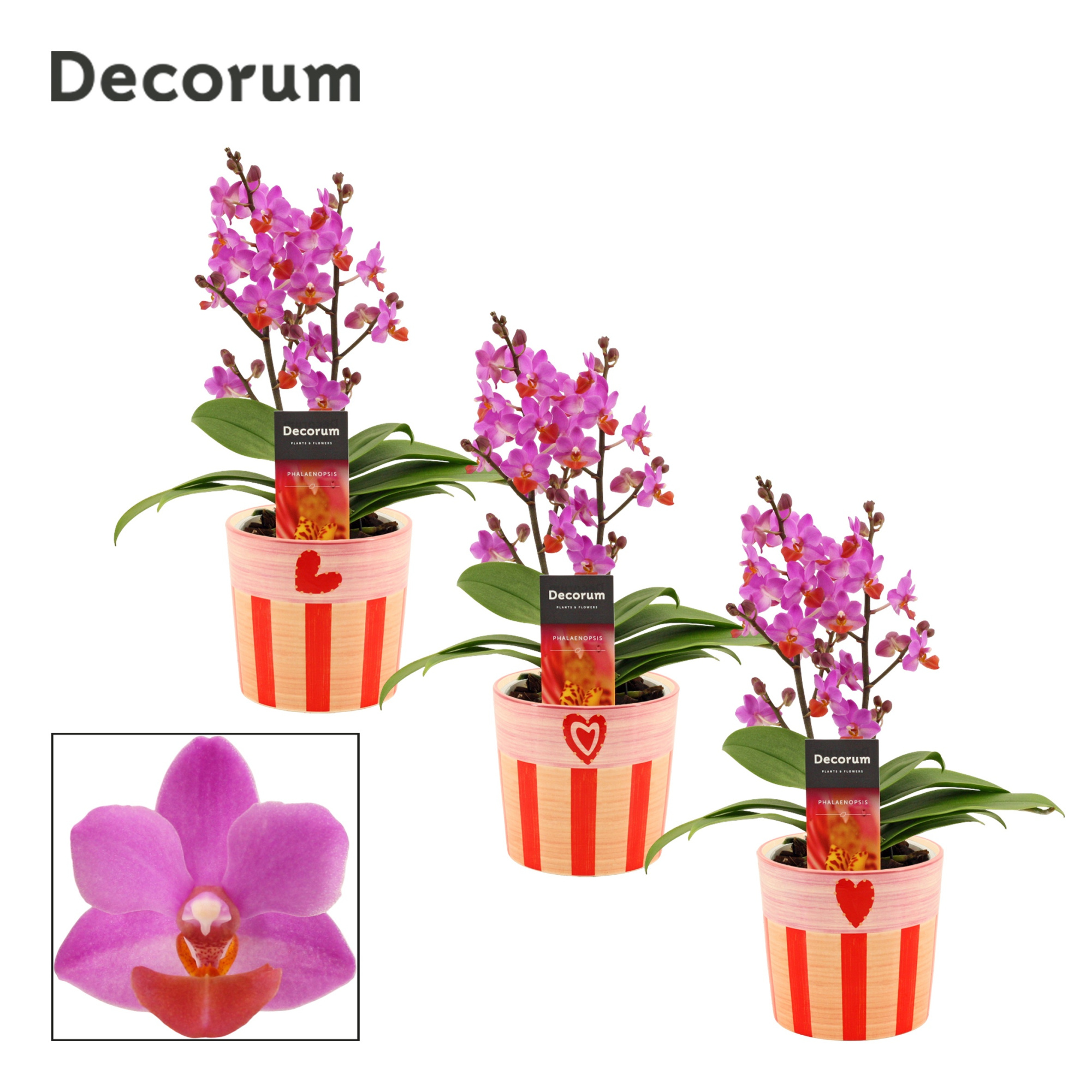 Phalaenopsis Table Mystery 2+ tak in Romée (Sympathetic moods-co, D 12