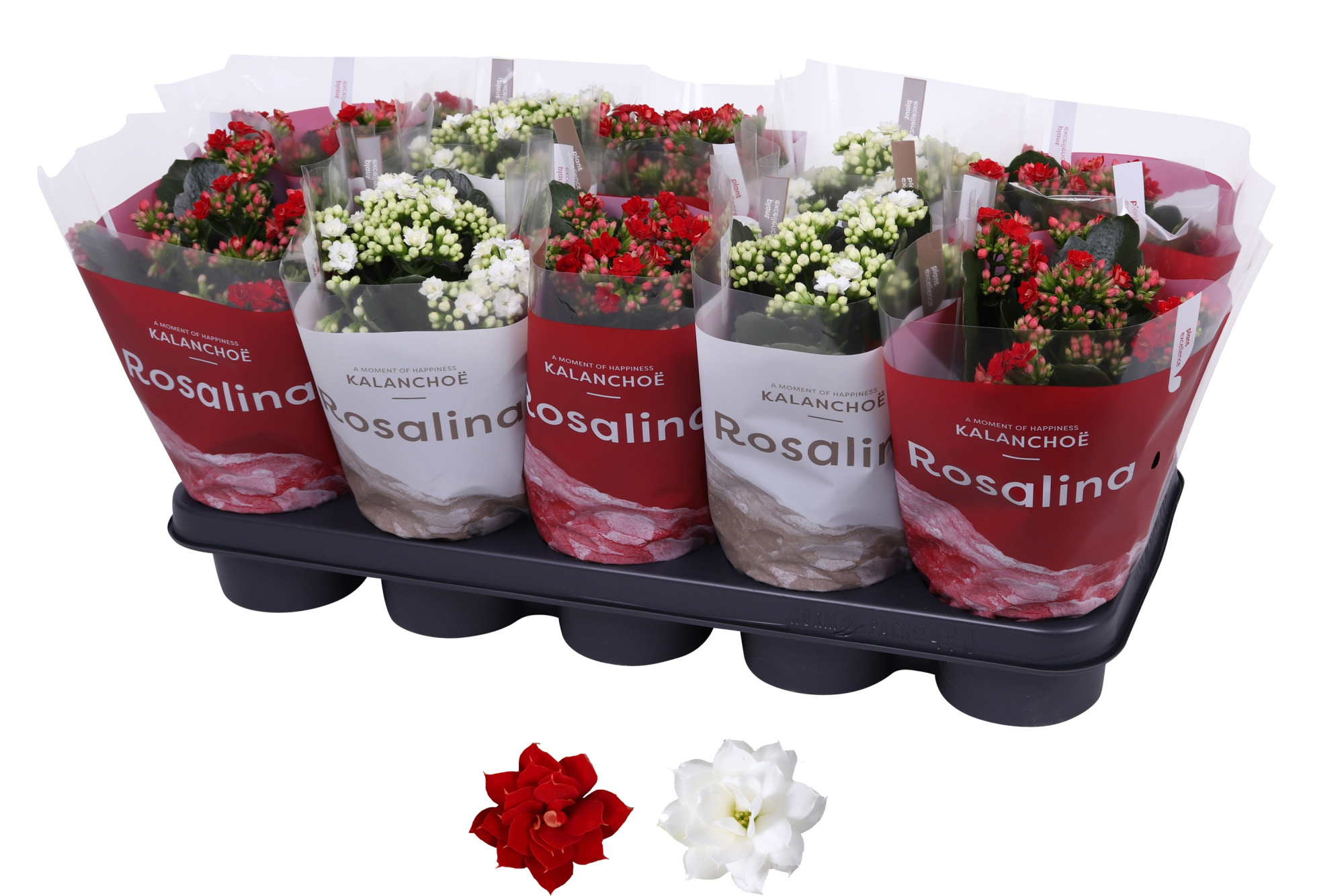 Kalanchoe Rosalina 12cm TST rood/wit, Hoes Kerst, D 12