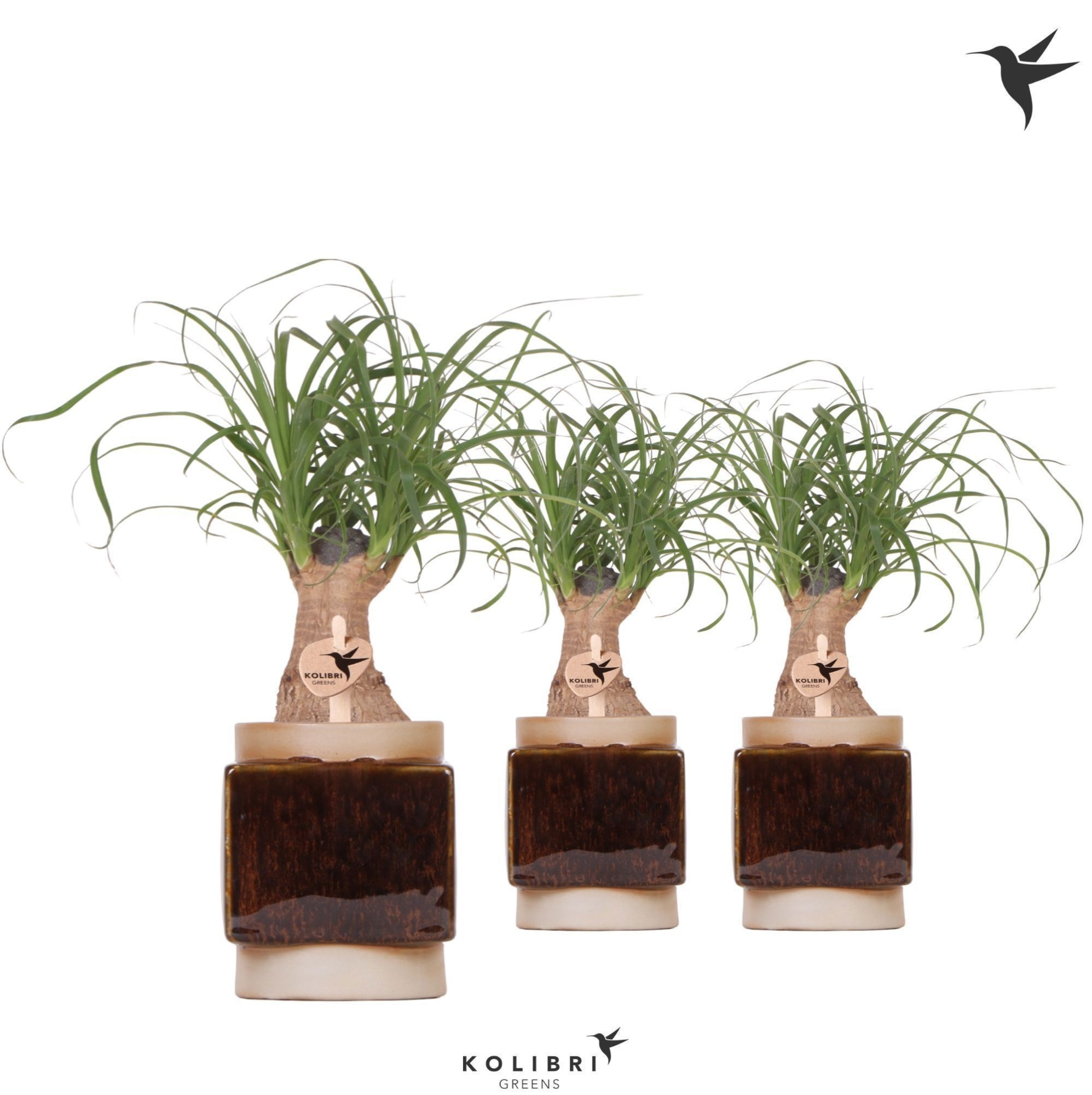 Kolibri Greens Beaucarnea in Classy Cube pot, D 9 cm