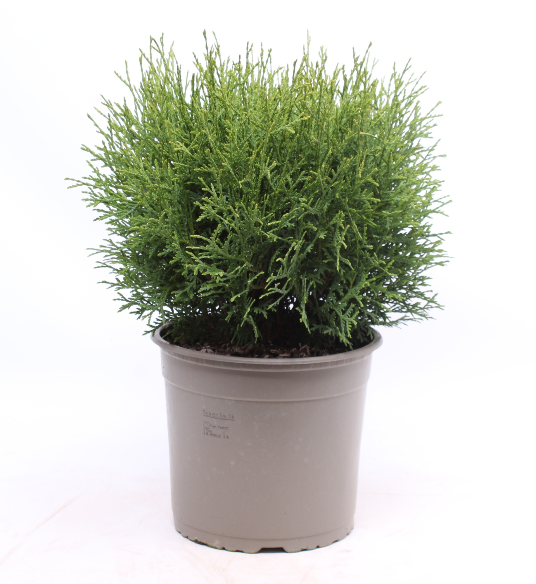 Thuja occidentalis 'Tiny Tim', D 23 cm