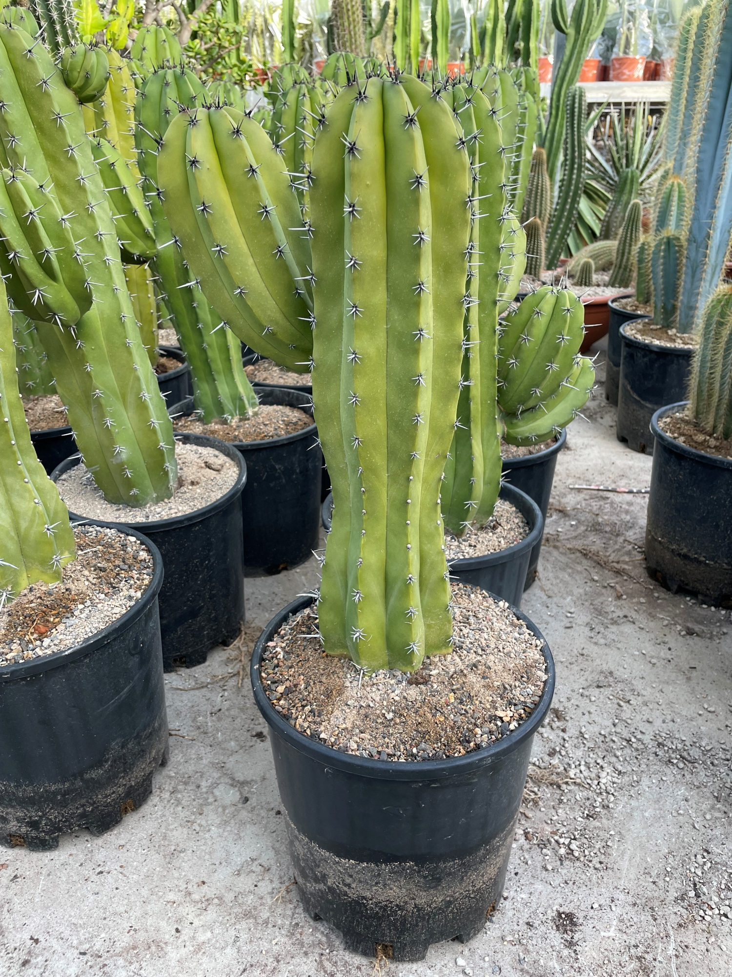 810 Polaskia Chichipe 25, D 25