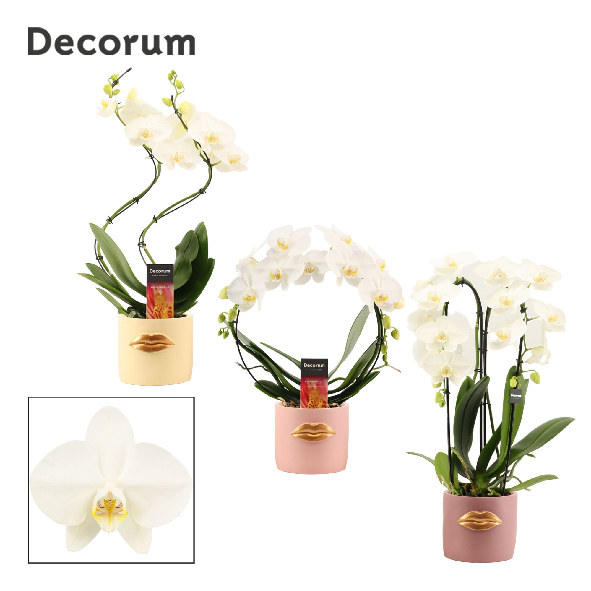 Phalaenopsis vormen mix 2 tak wit in Lovely (Luxury World-collec, D 12