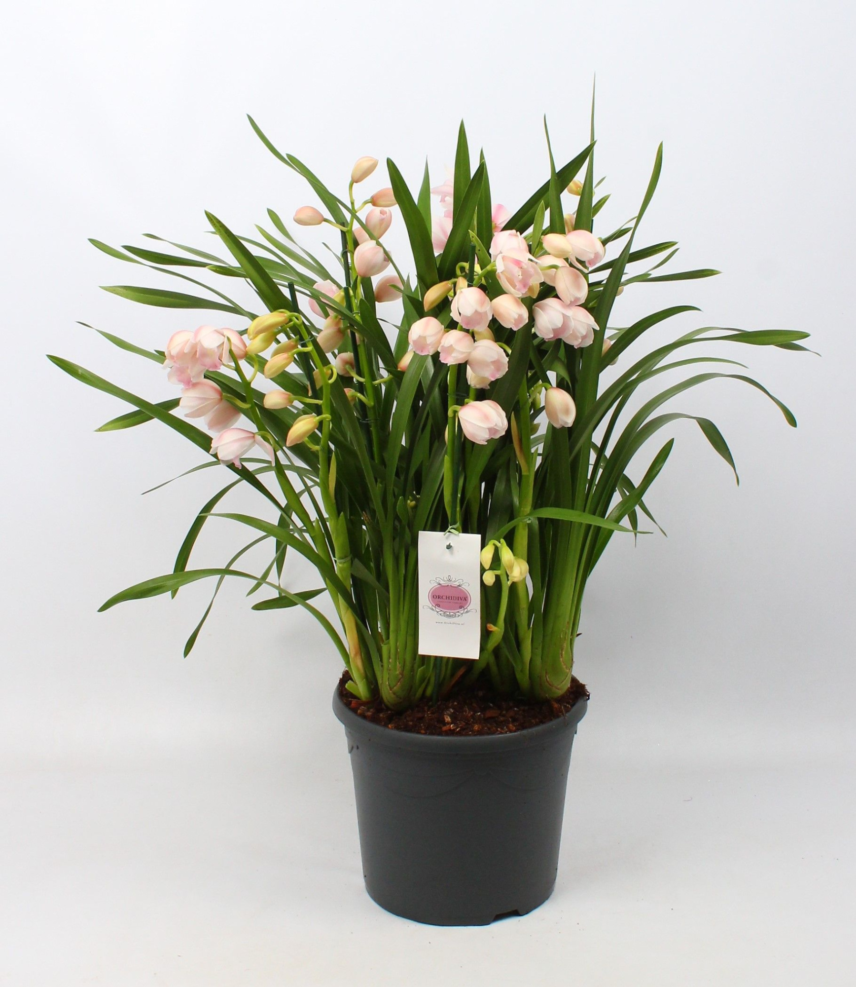 Cymbidium roze 10+tak getoufd, D 30 cm