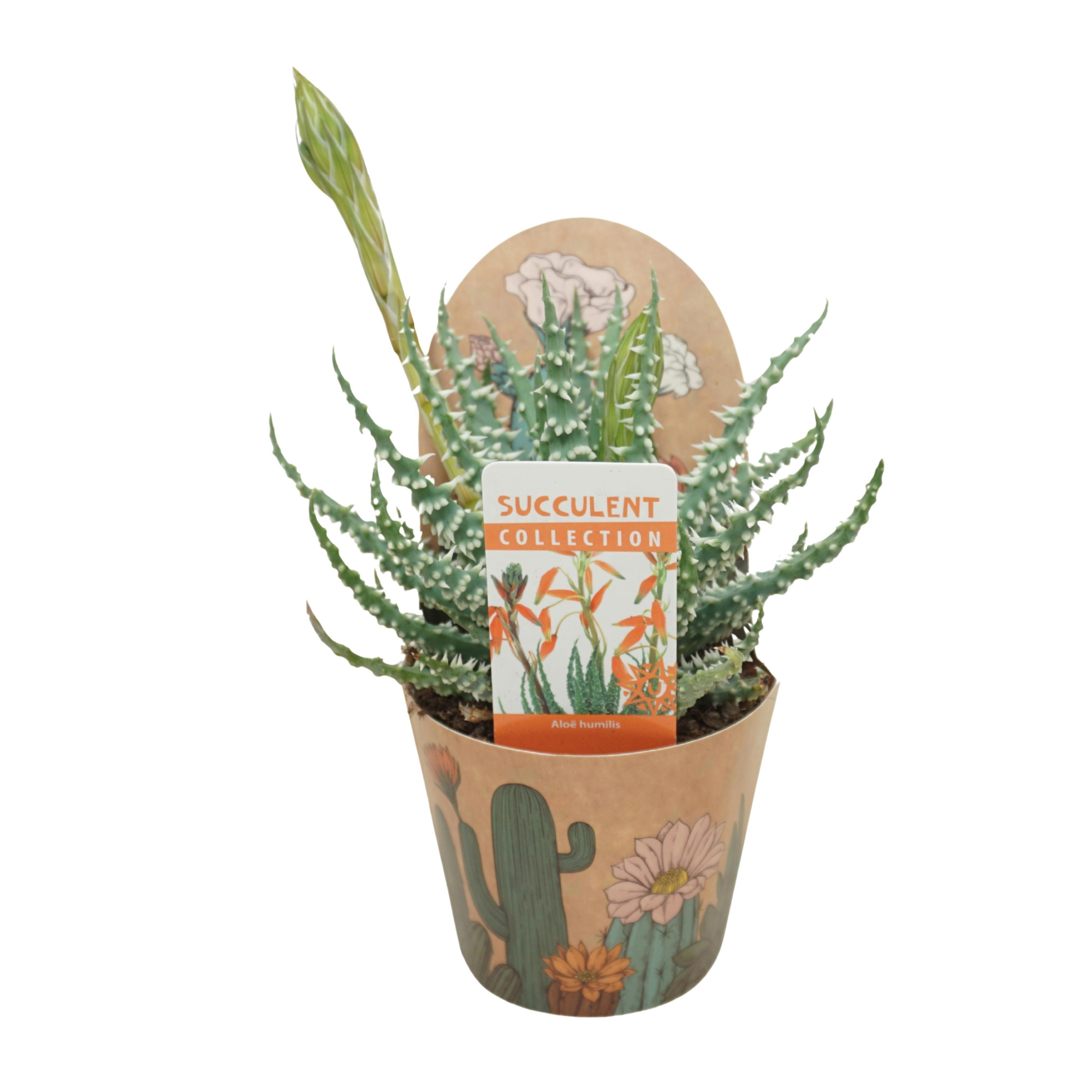 Aloë humilis 8,5 cm bloeiend in Ubink potcover, D 8,5