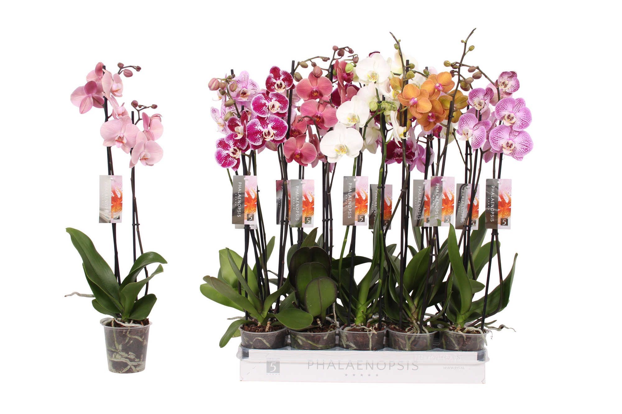 Phalaenopsis 6 color mix, 2-spike 14+, D 12