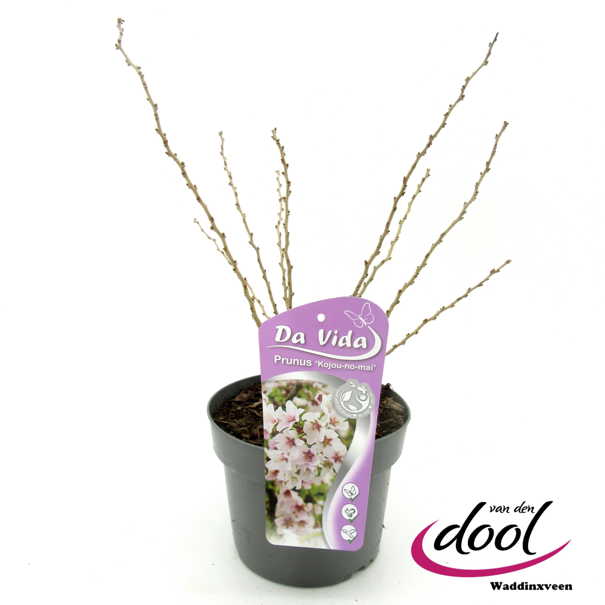 Prunus Kojo Nomai, D 19