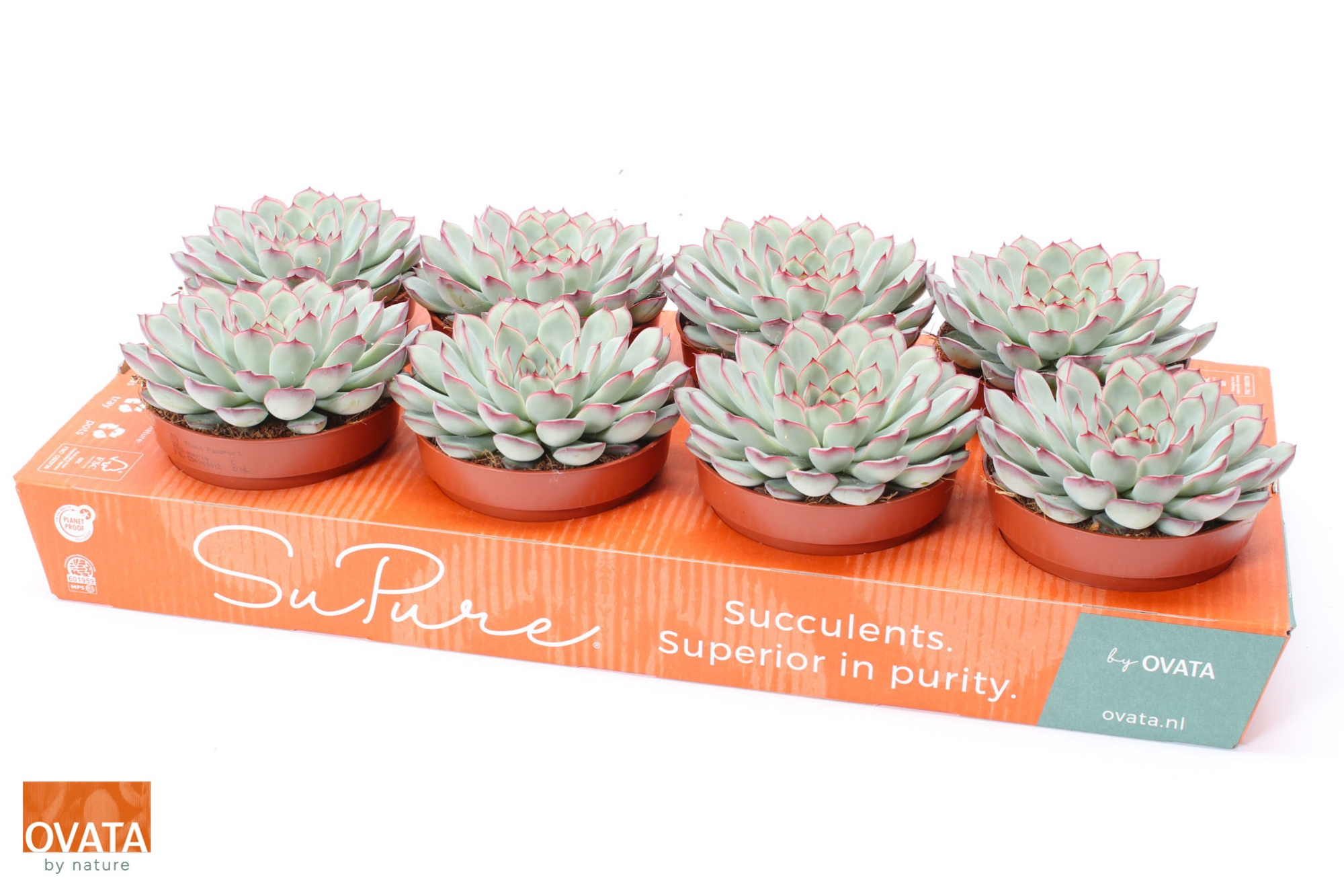 Echeveria sky pearl 12, D 12